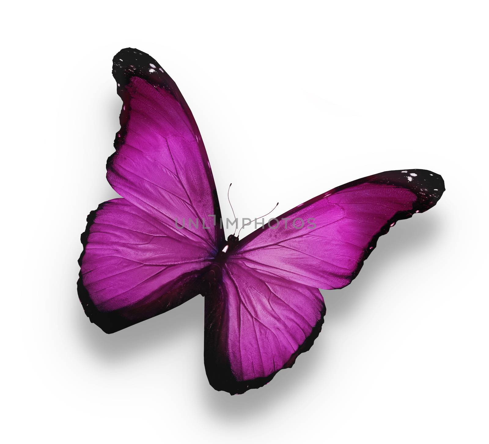 Dark violet butterfly, isolated on white by suns_28