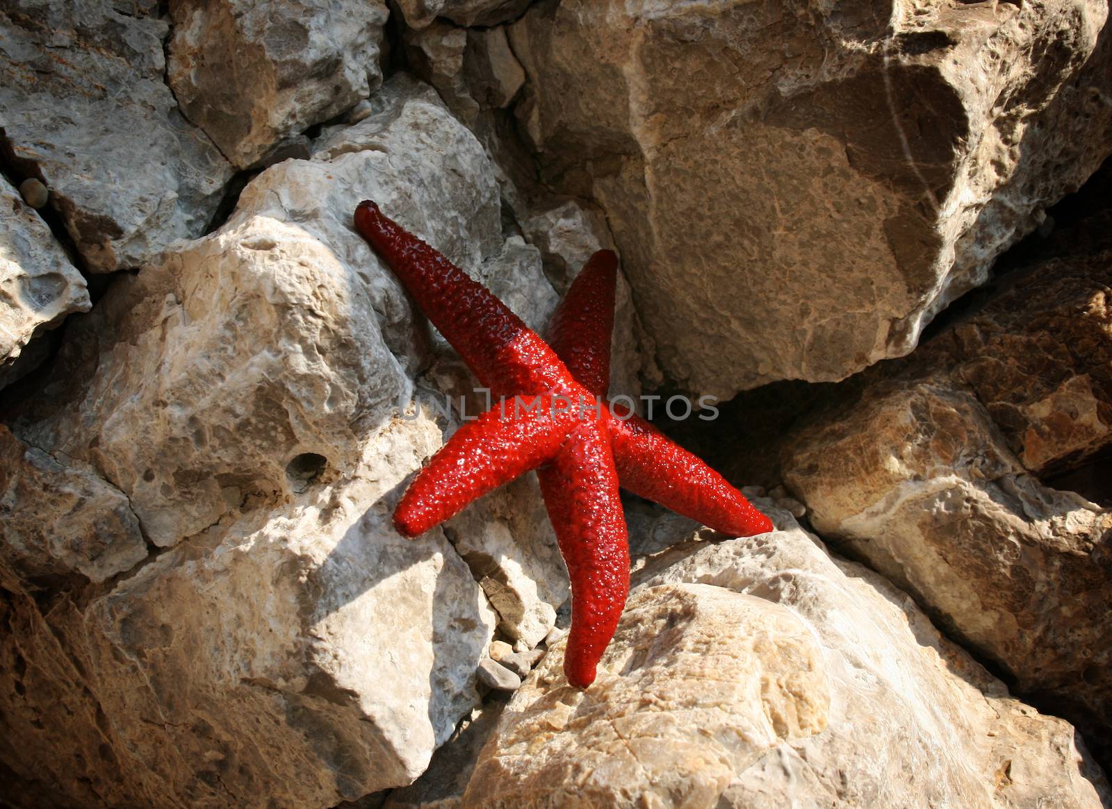 Sea star and stones