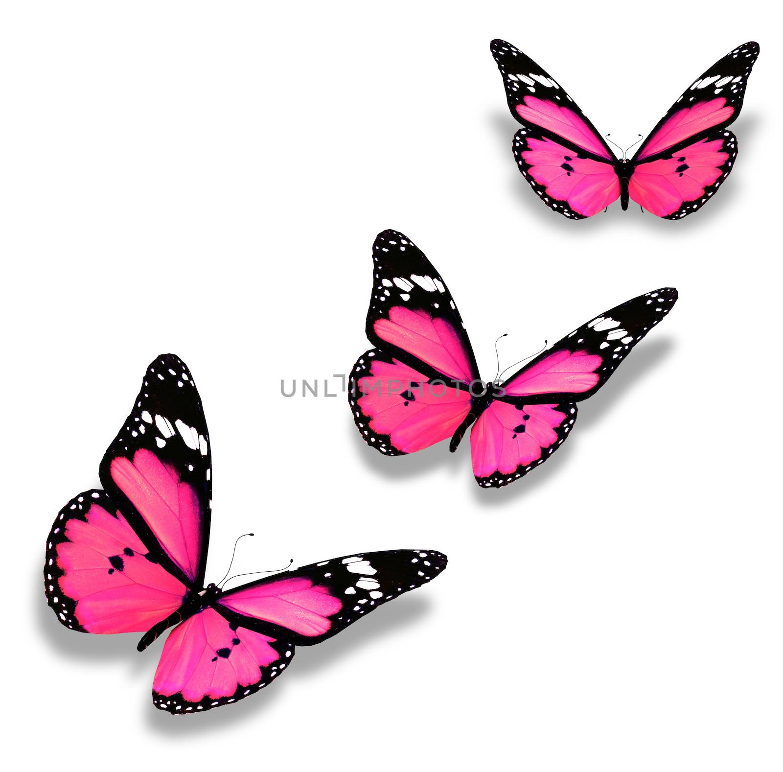 Three pink butterflies, isolated on white by suns_28