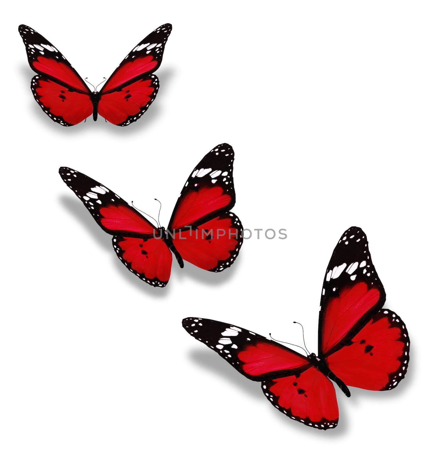 Three red butterflies isolated on white by suns_28