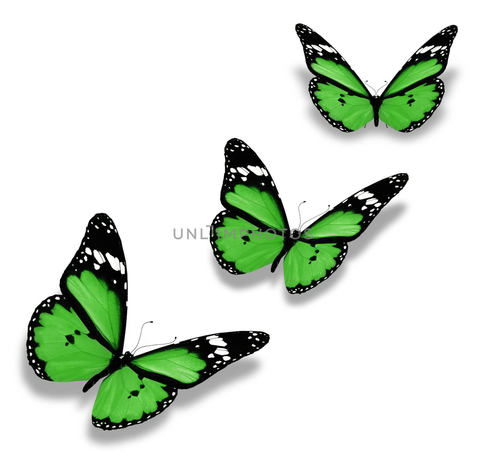Three green butterflies, isolated on white