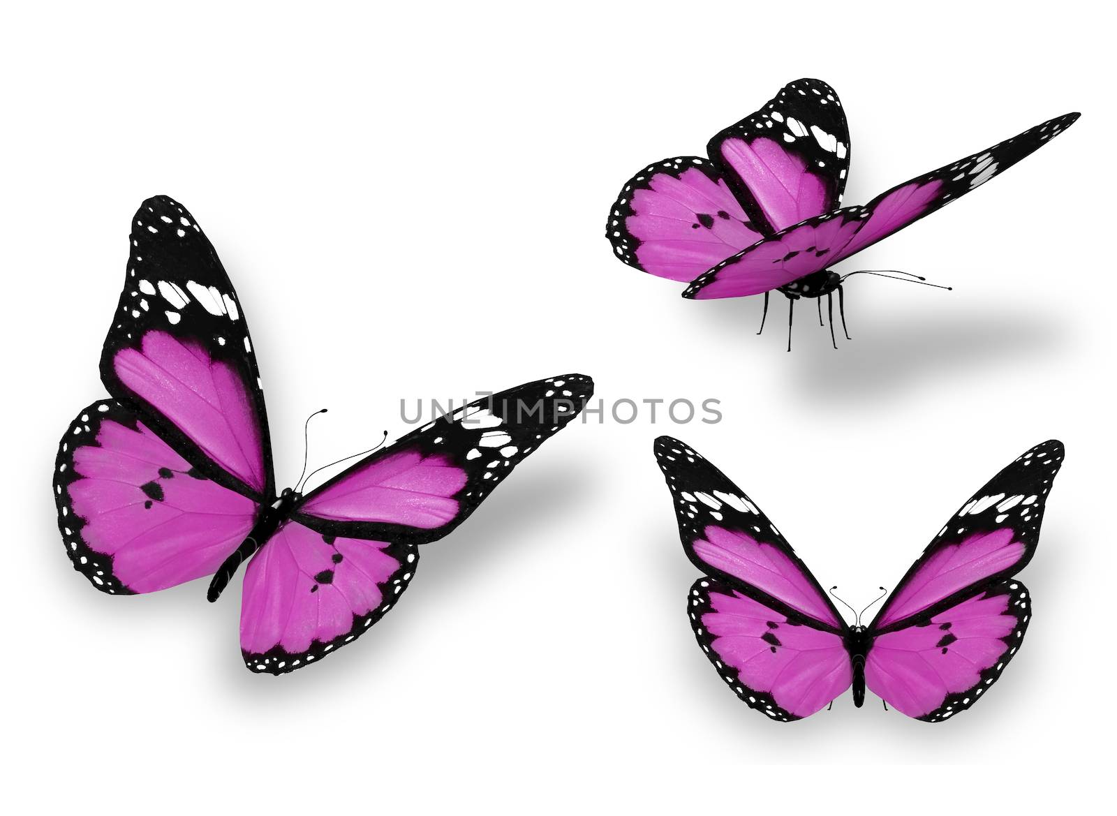 Three violet butterflies, isolated on white