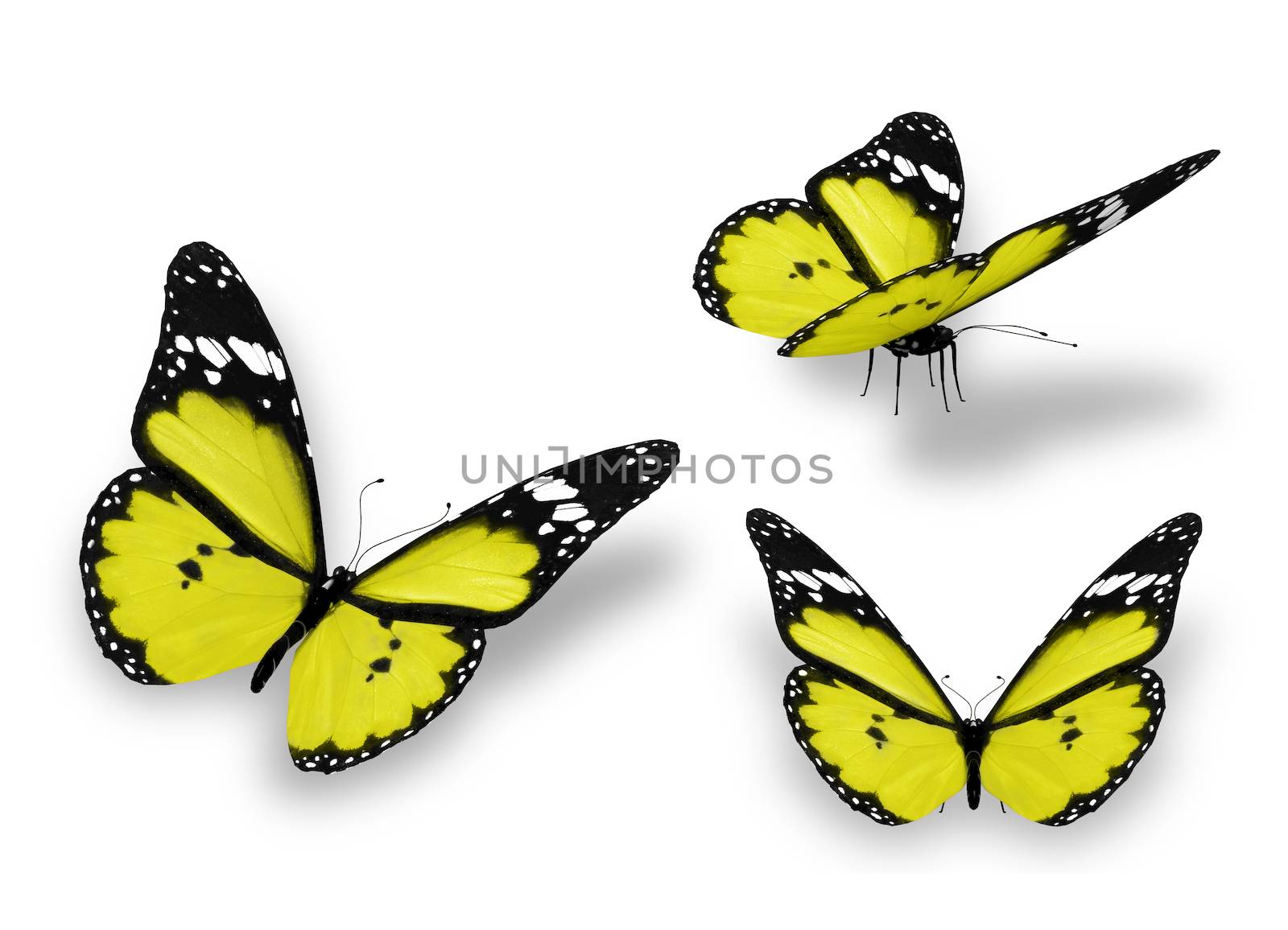 Three yellow butterflies, isolated on white by suns_28