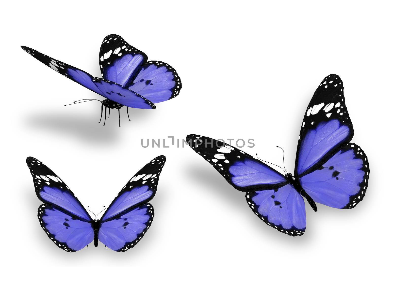 Three blue butterflies, isolated on white