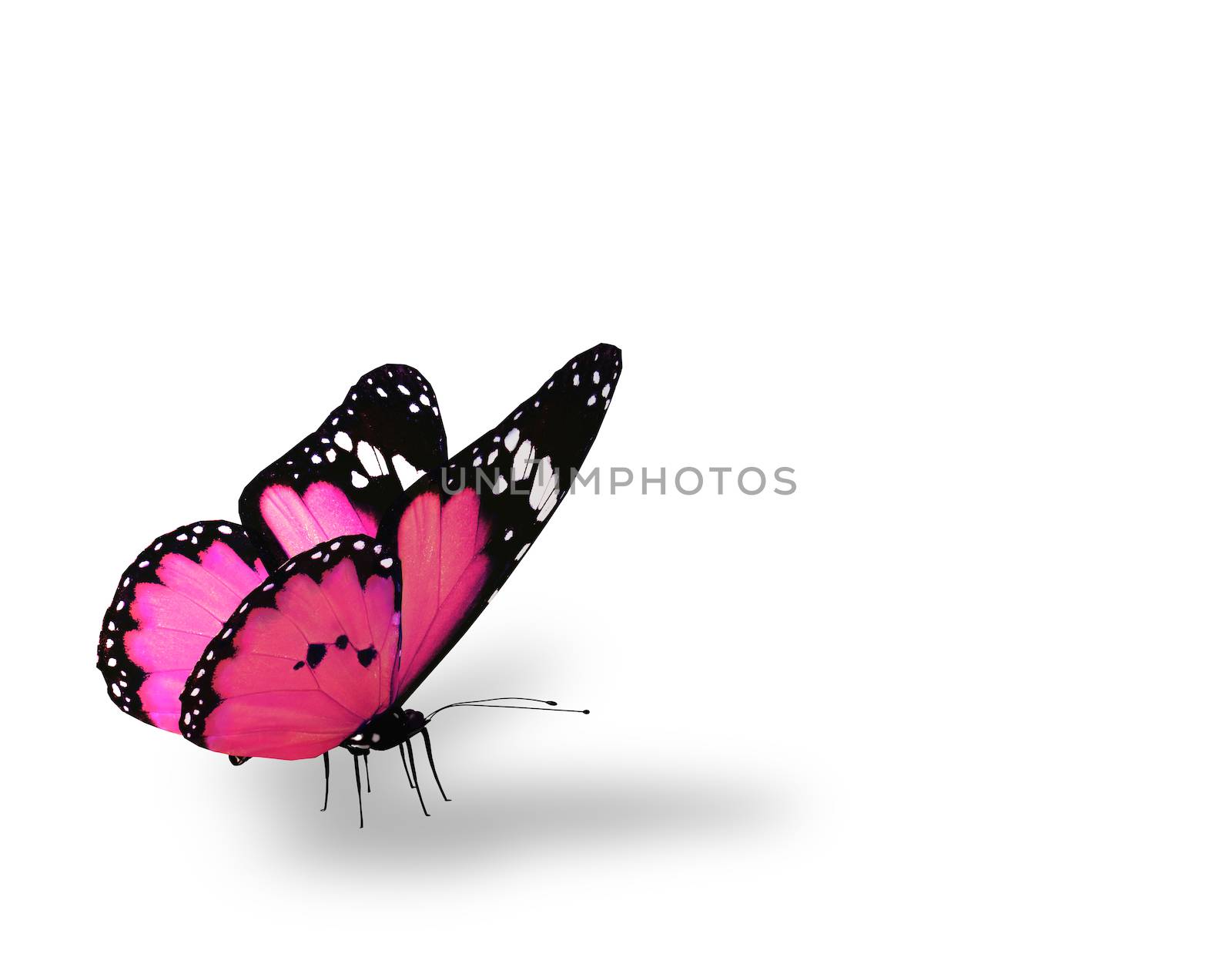 Pink butterfly, isolated on white background