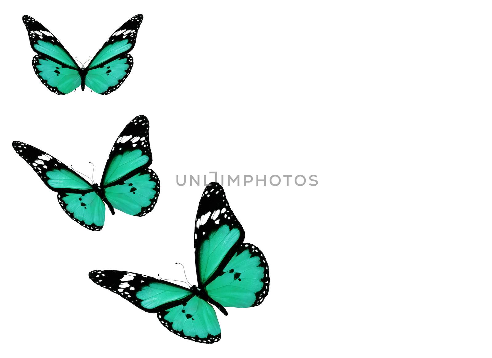 Three blue butterflies, isolated on white background