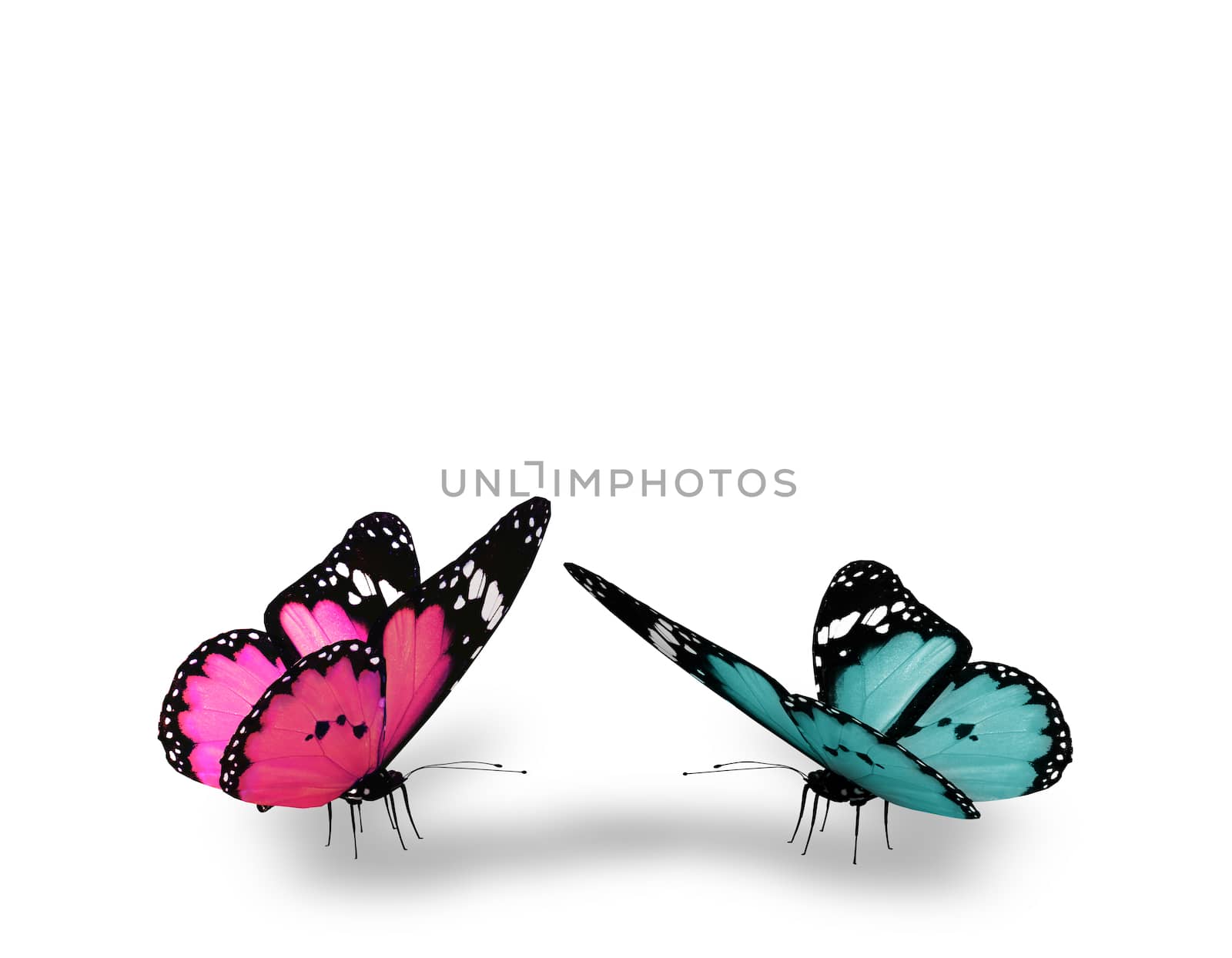 Pink and blue butterfly, isolated on white background