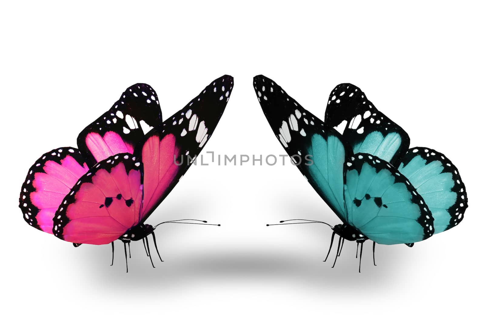 Pink and blue butterfly, isolated on white