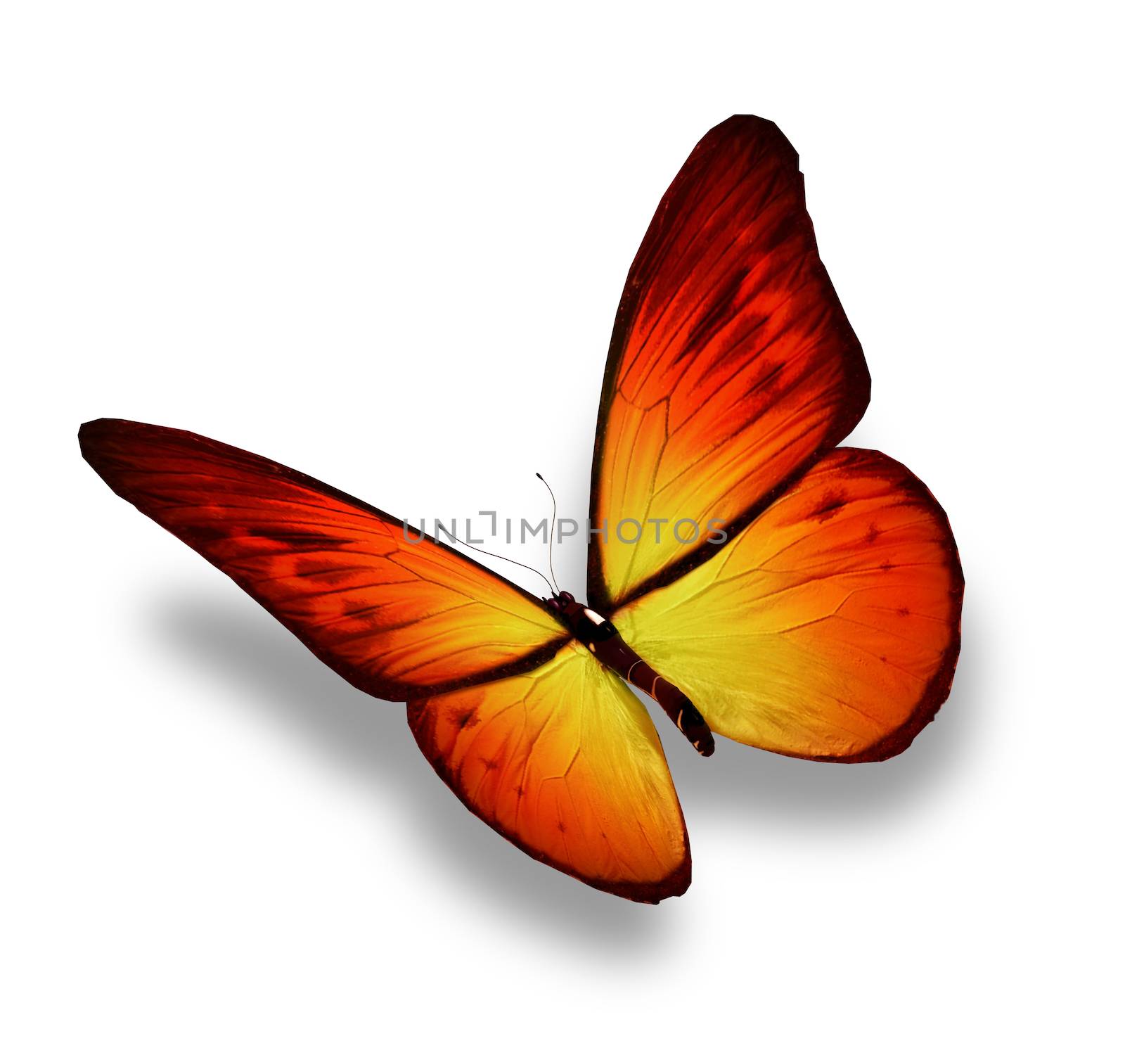 Yellow-orange butterfly, isolated on white background