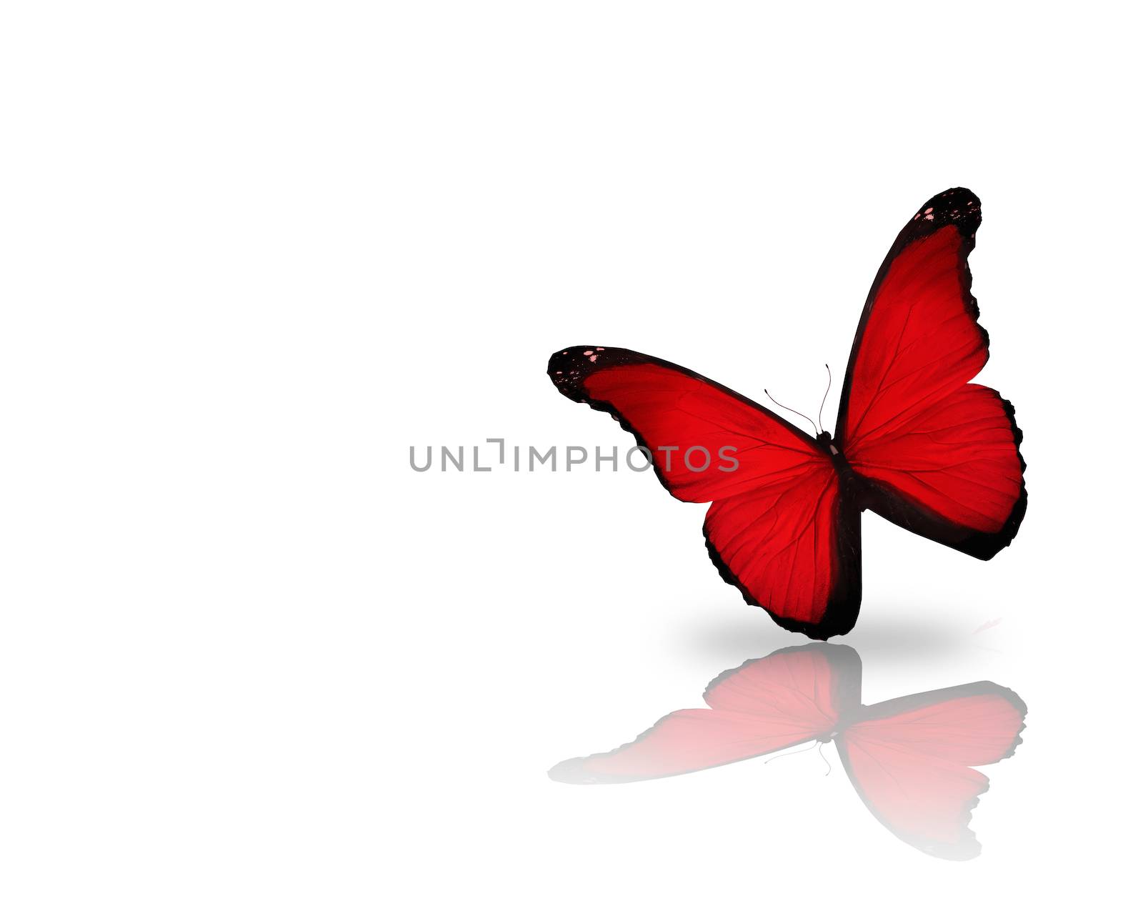 Bright red butterfly, isolated on white background by suns_28