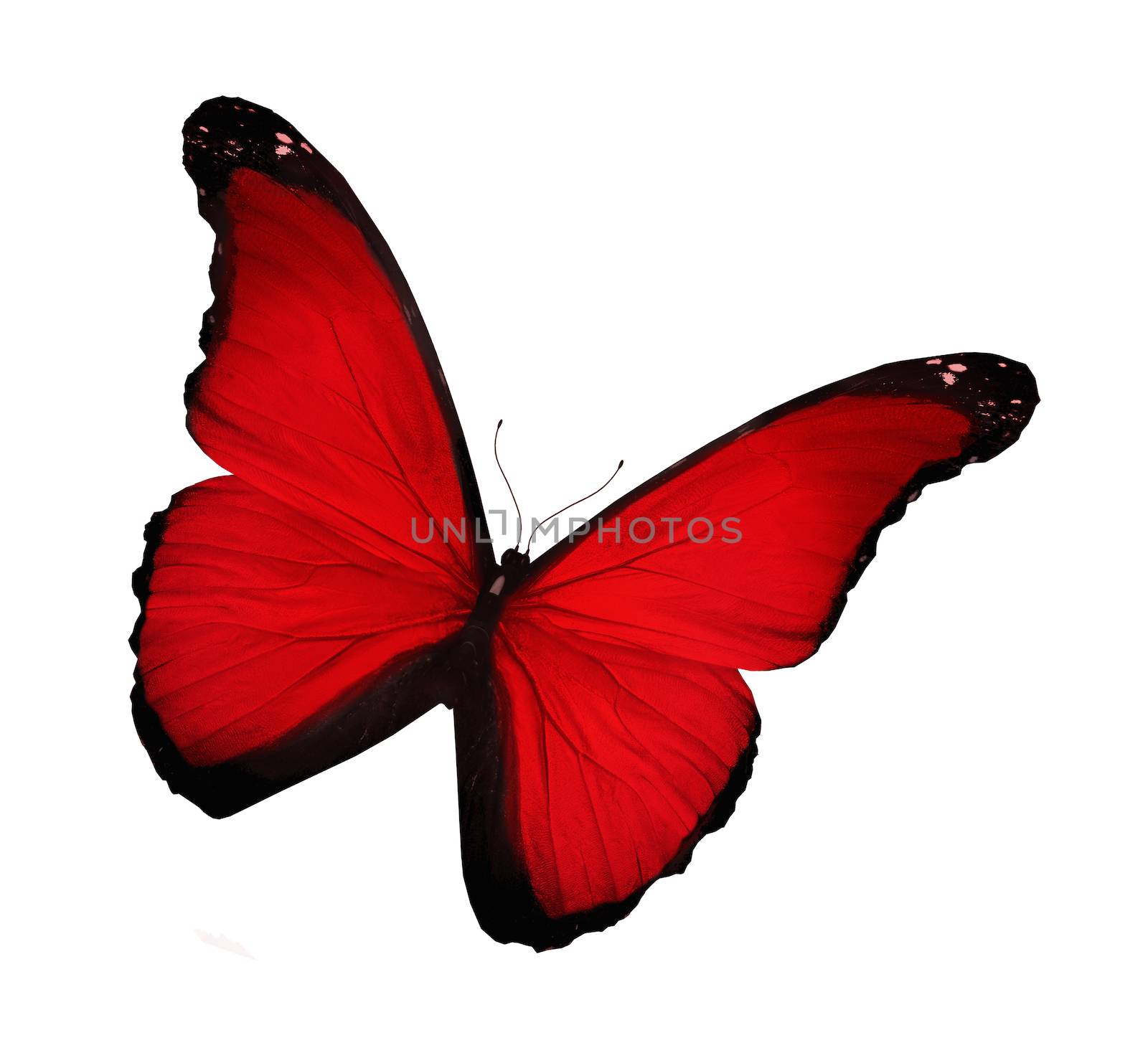 Bright red butterfly, isolated on white by suns_28
