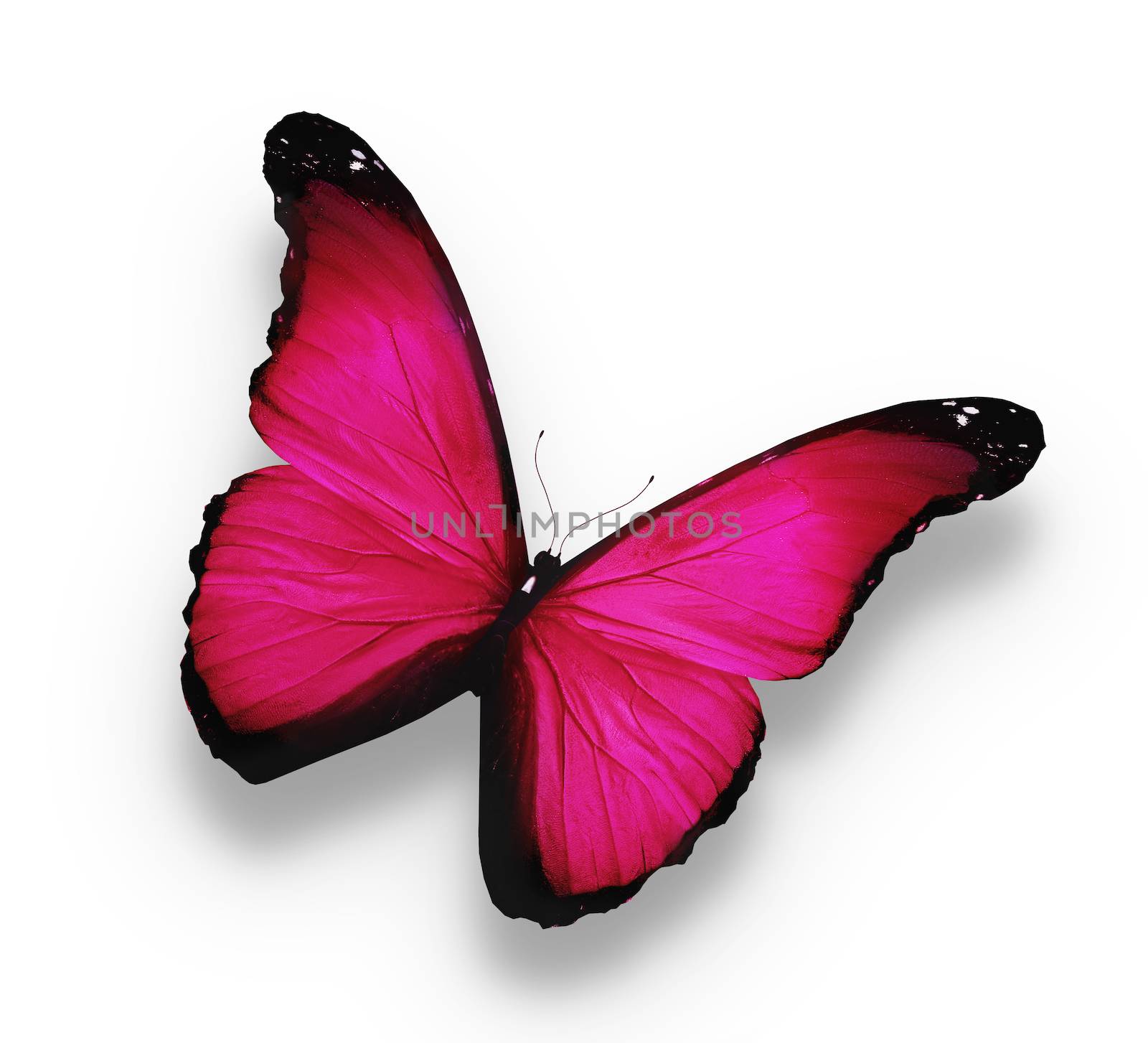 Bright pink butterfly, isolated on white