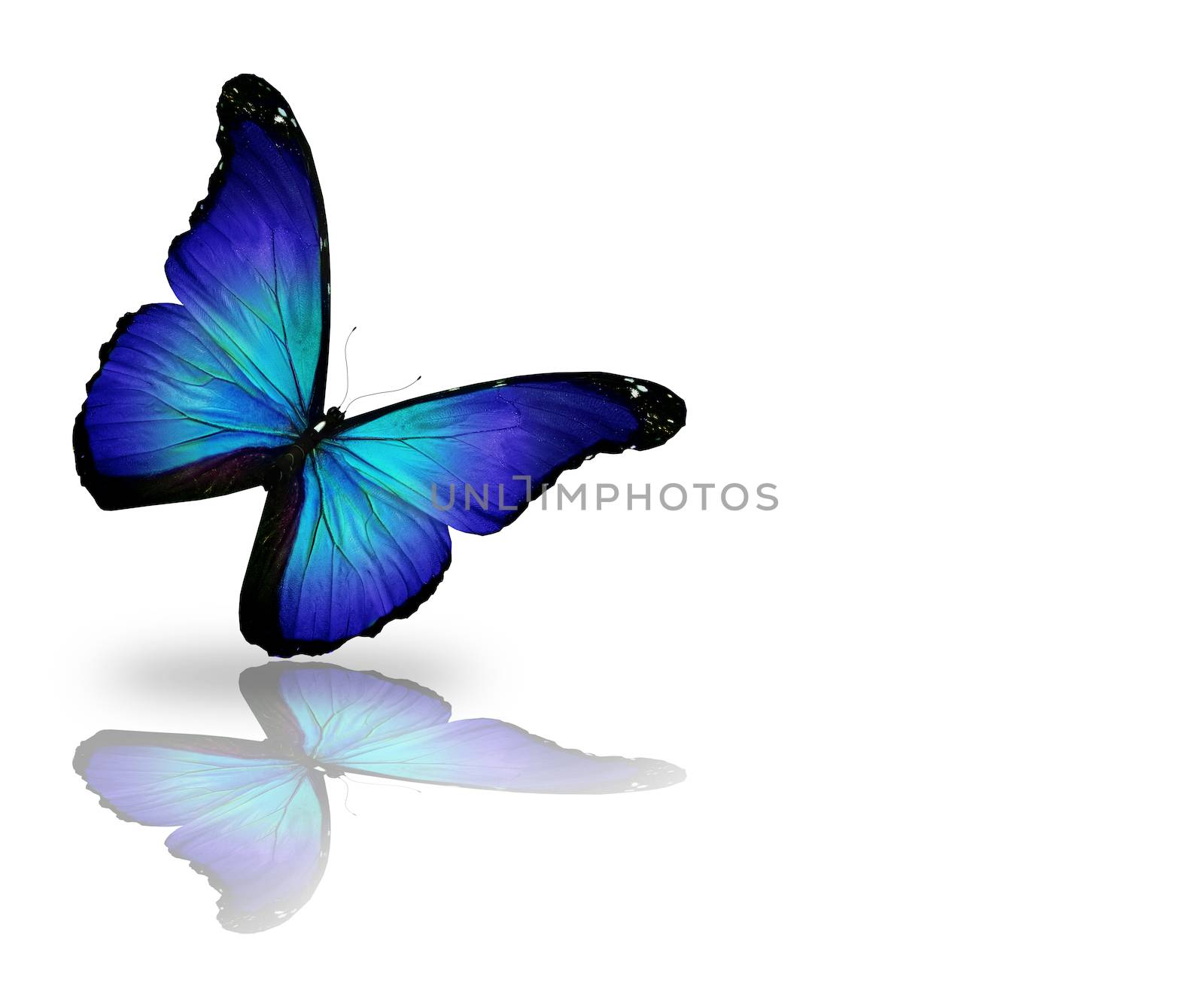 Dark blue butterfly, isolated on white background by suns_28