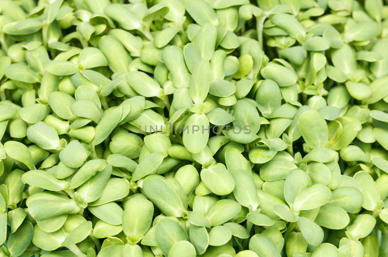green young sunflower sprouts background