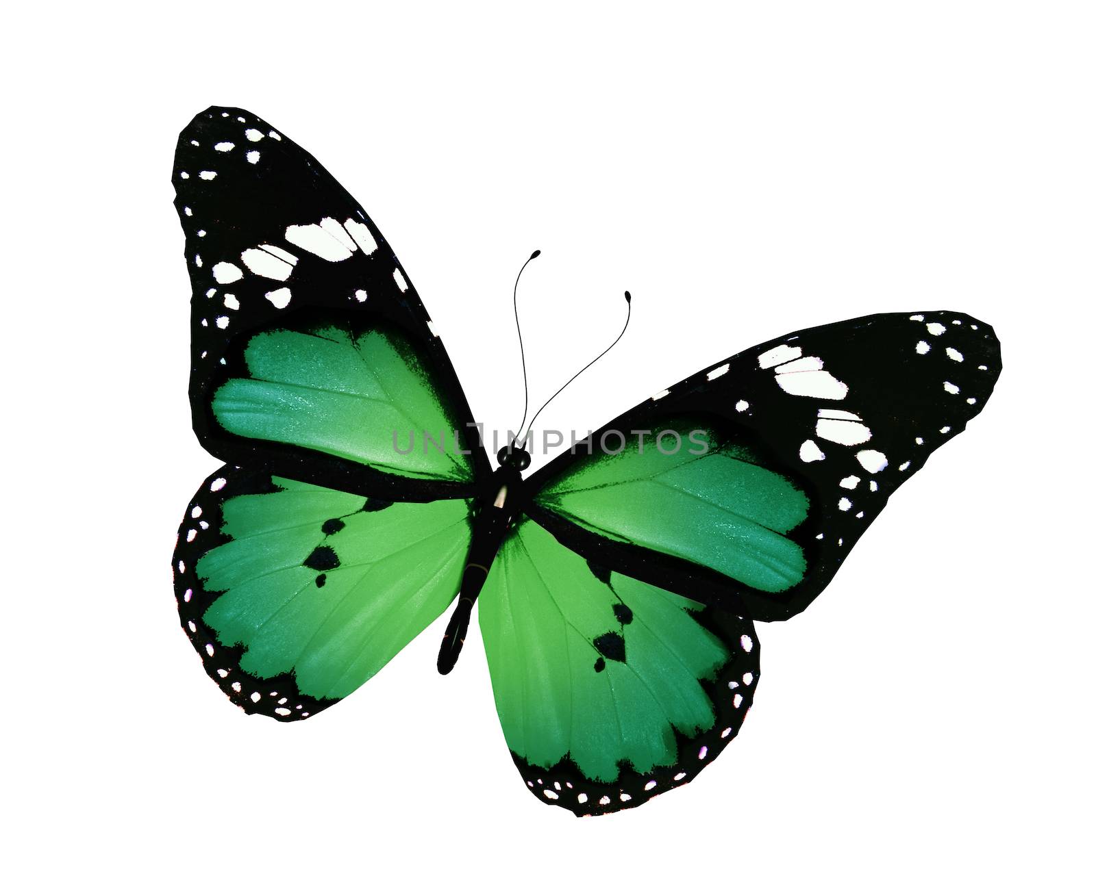 Green butterfly flying, isolated on white
