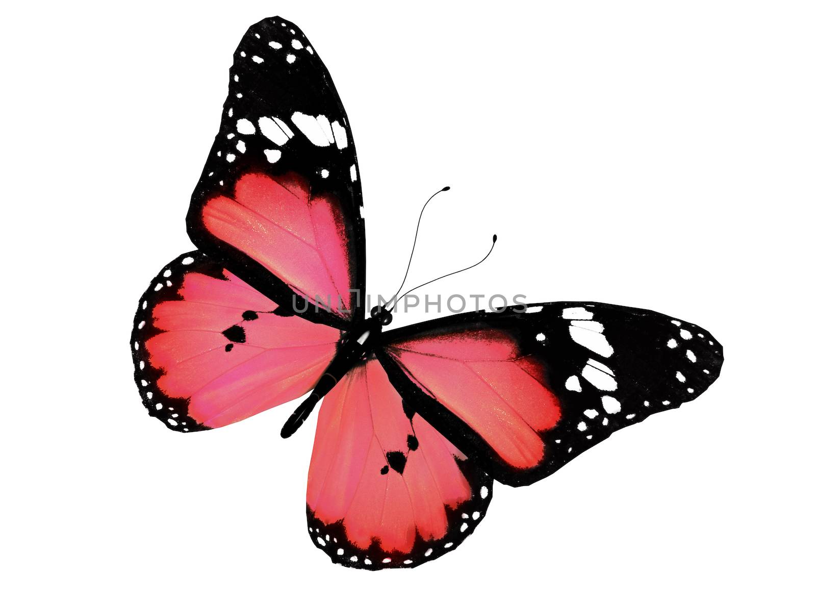 Pink butterfly flying, isolated on white