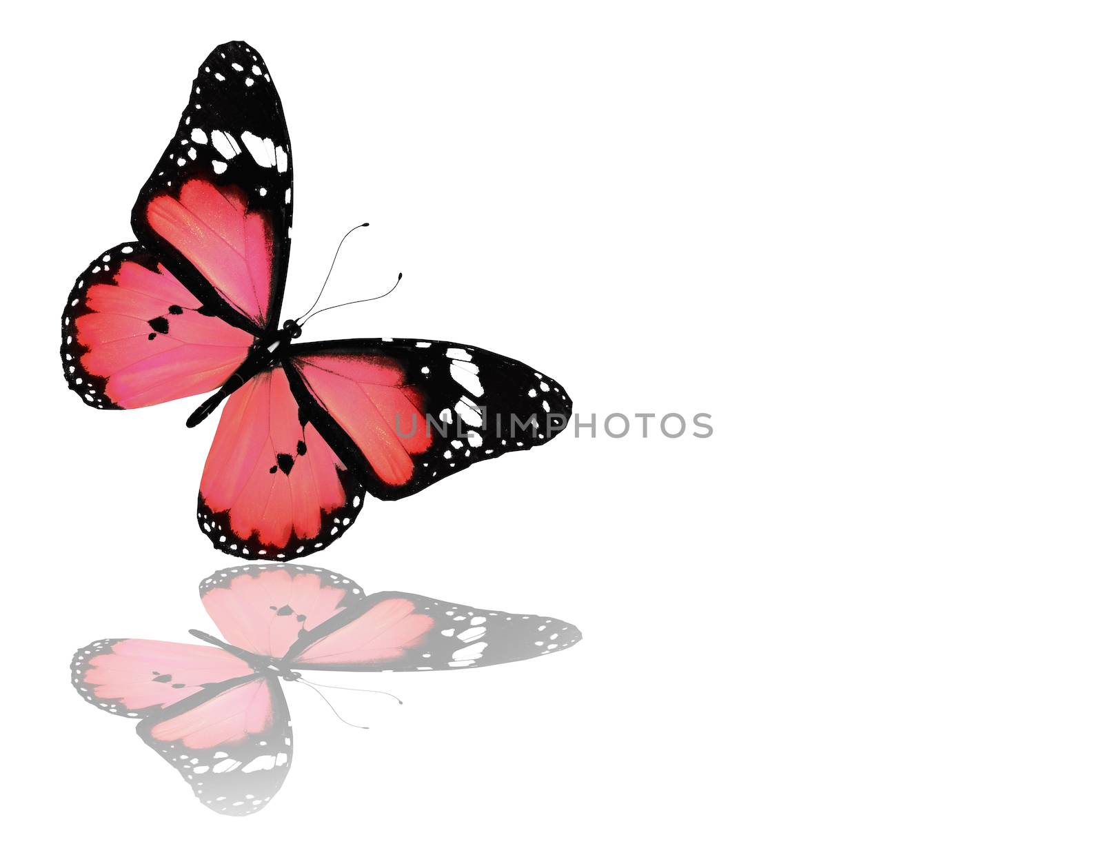 Pink butterfly, isolated on white by suns_28