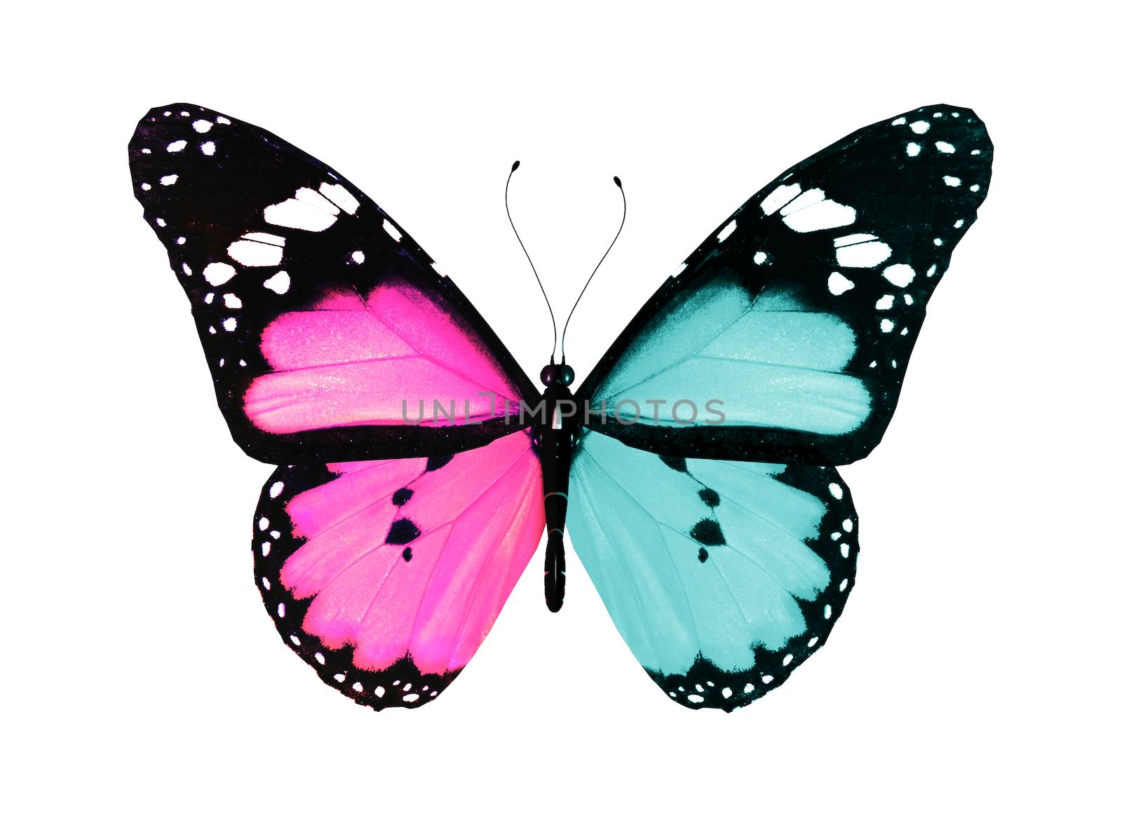 Butterfly with blue and pink wings flying, isolated on white background