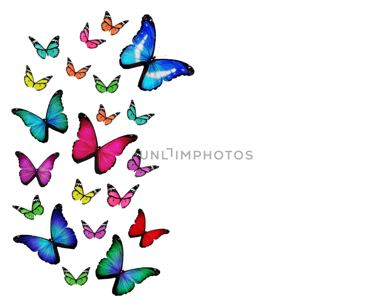 Many different buterflies, isolated on white background