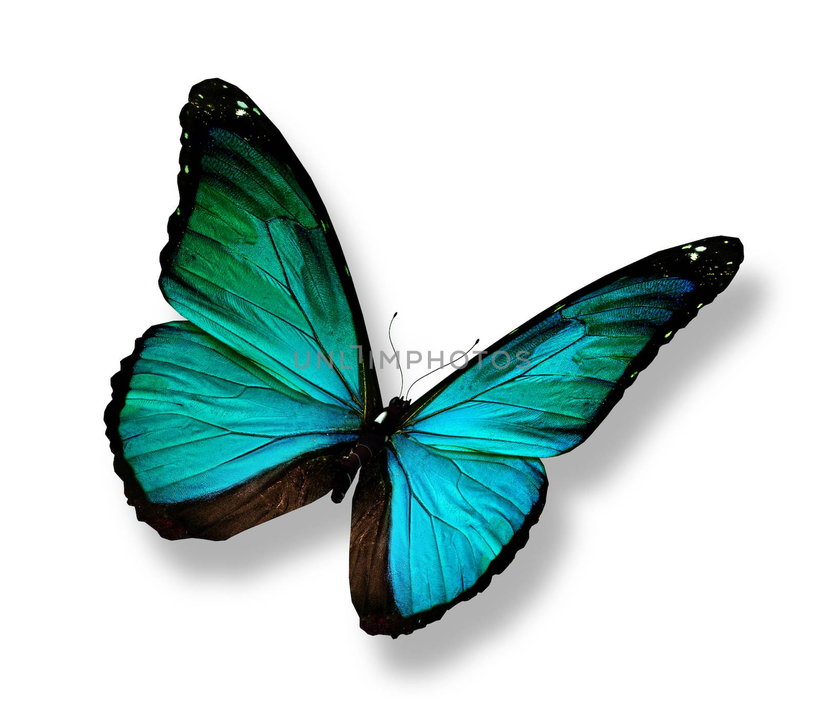 Turquoise butterfly, isolated on white by suns_28