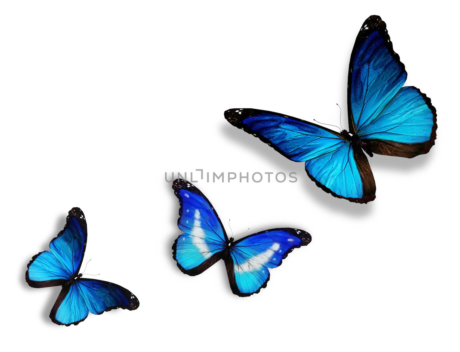 Three blue butterflies, isolated on white by suns_28