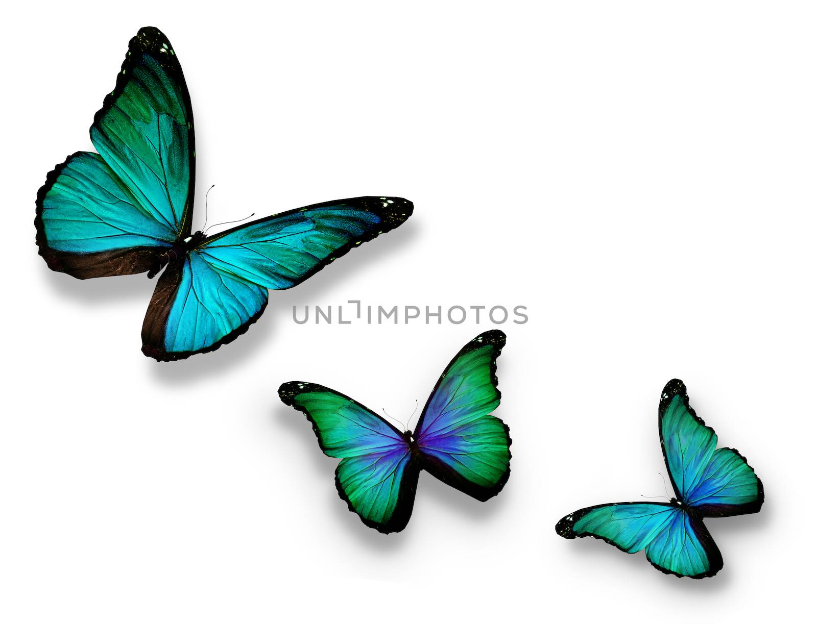 Three turquoise butterflies, isolated on white