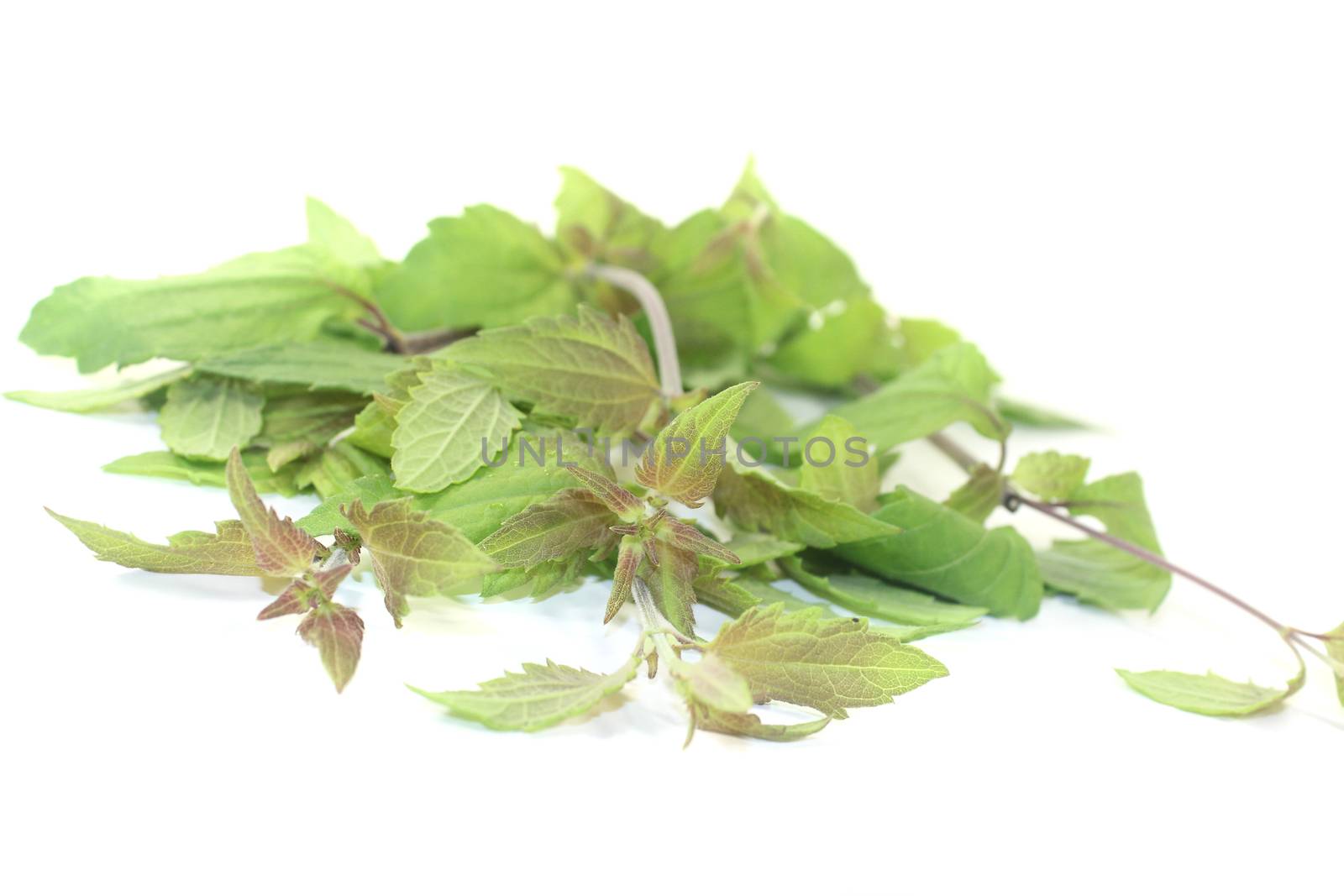 fresh Mexican dream herb on a light background