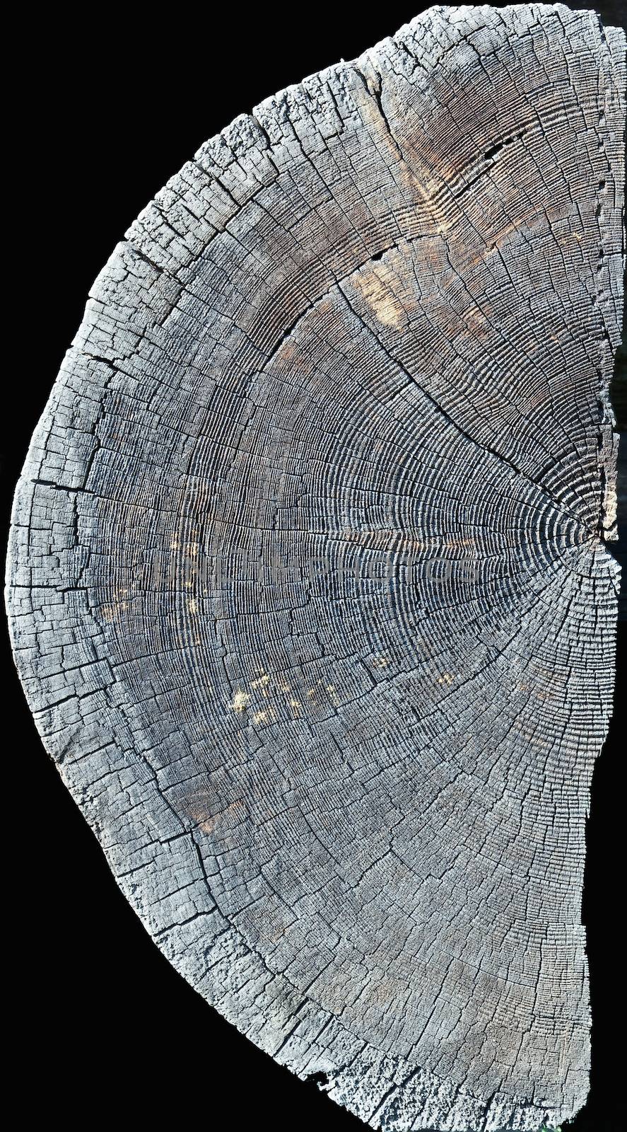 isolated half of the old wood slice texture 