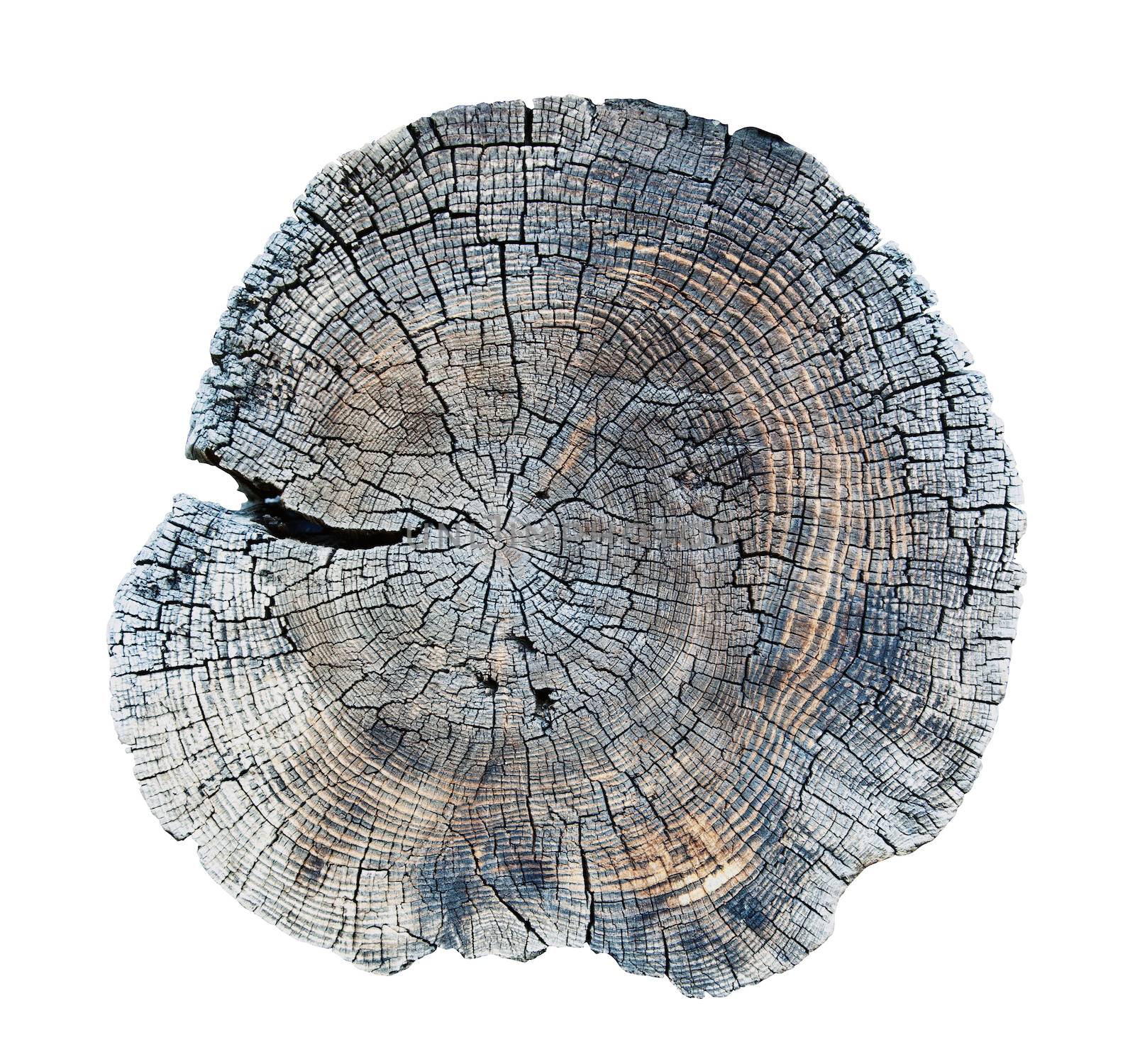 isolated old wood texture 