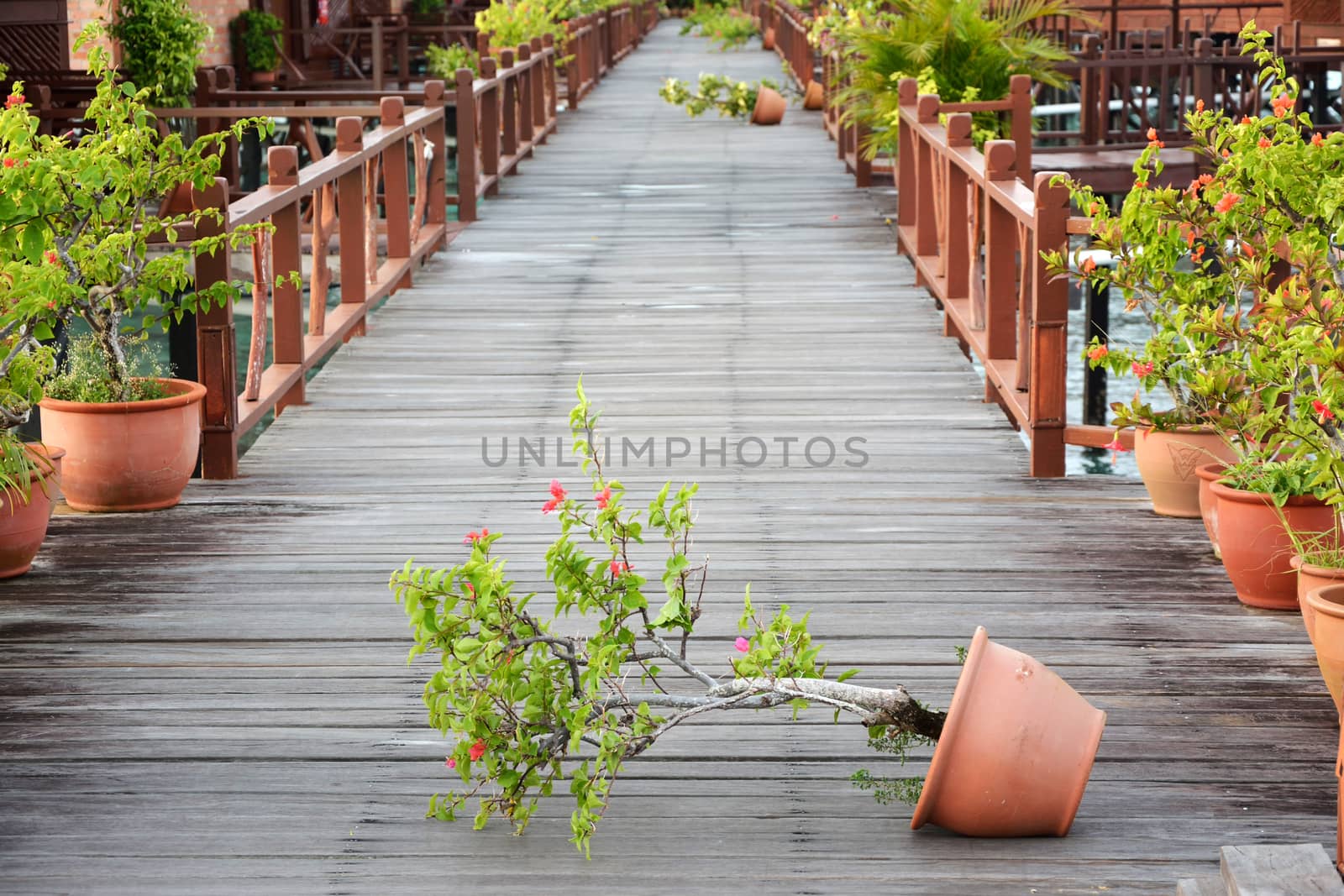 tree pot lean by storm on wooden bridge by think4photop