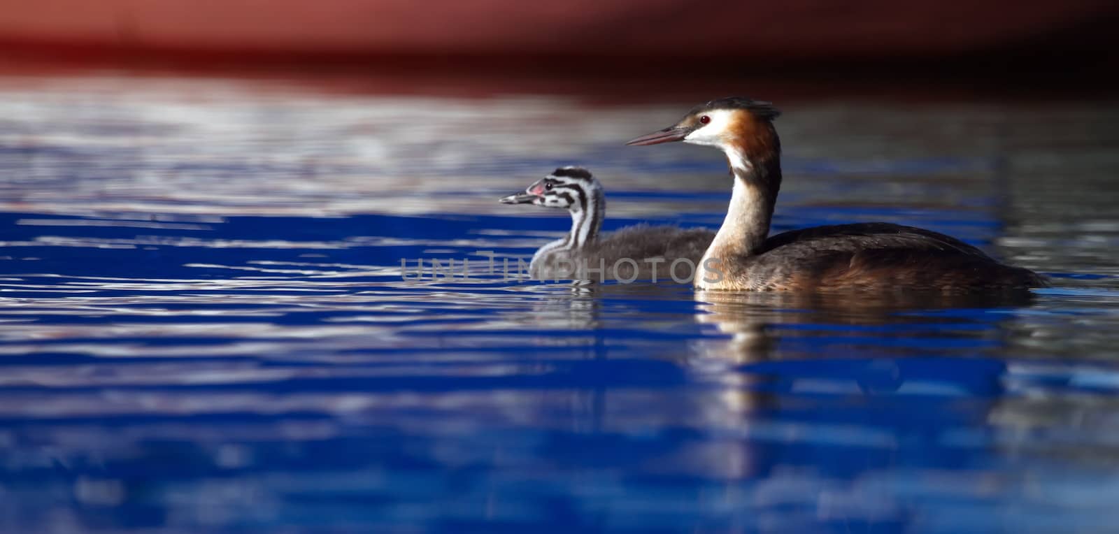 Crested grebe duck, podiceps cristatus, and baby floating on water lake