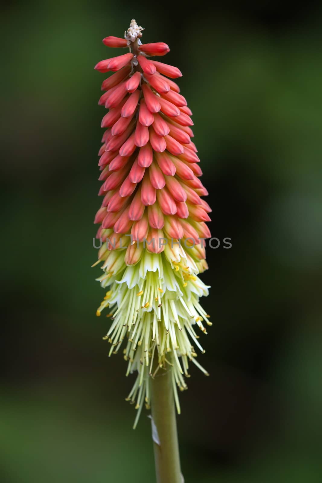 Close up on tritoma, red hot poker, torch lily or knofflers or poker plant, kniphofia