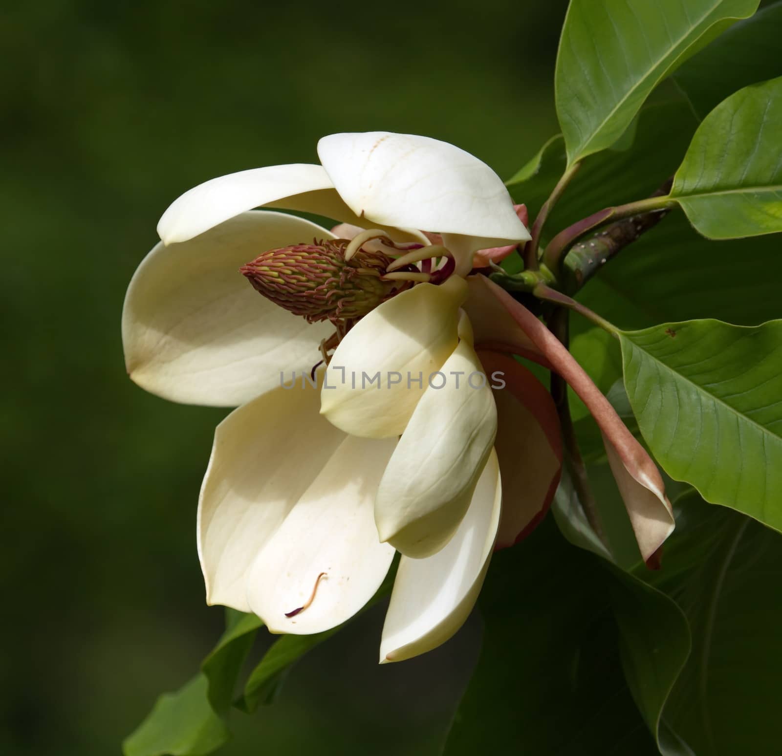 Close up on egg magnolia, m. liliifera