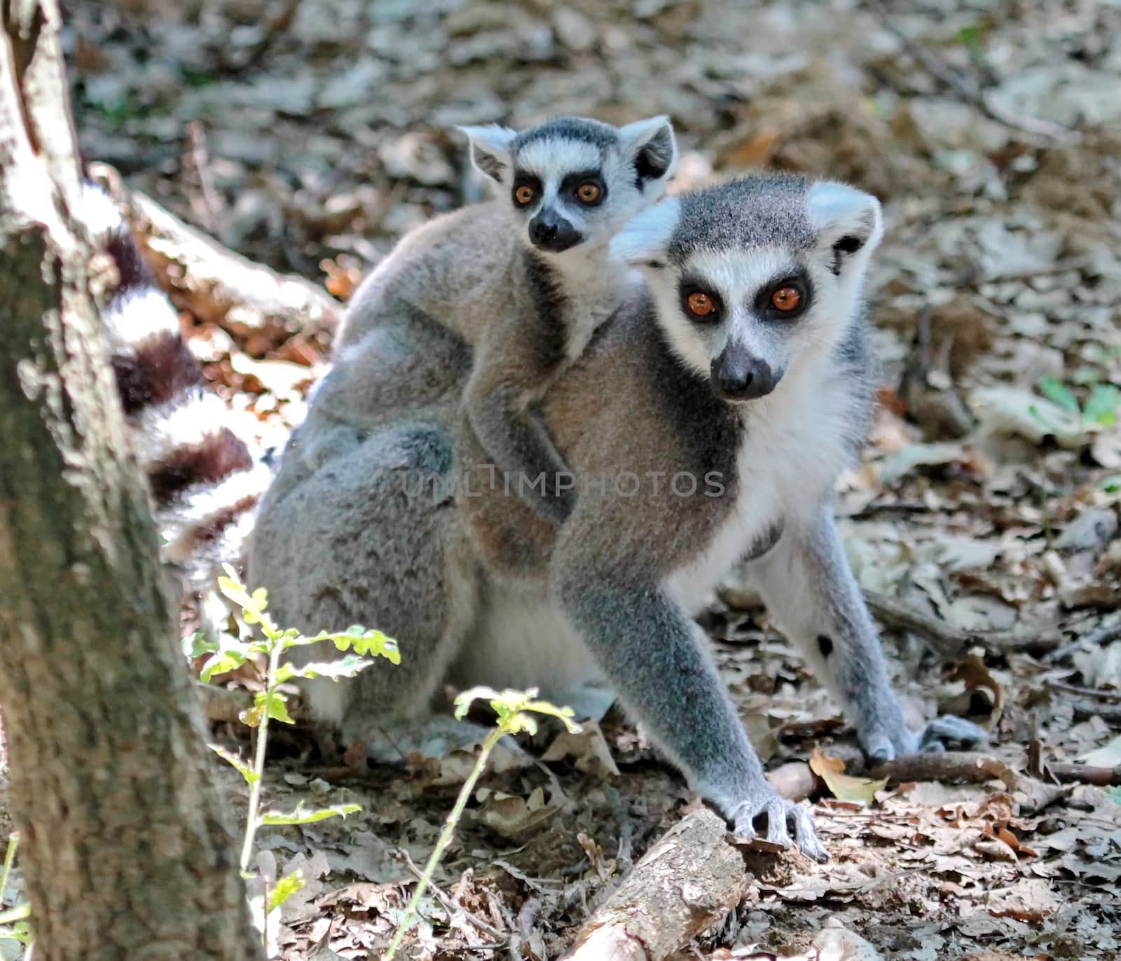 Ring-tailed lemur, lemur catta, baby and mum on the ground