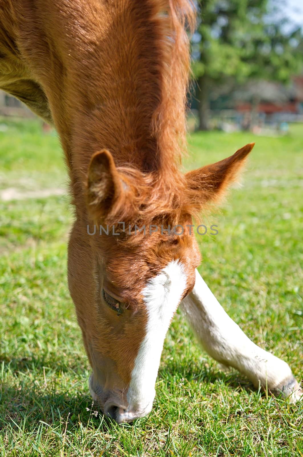 Young foal grazing green grass