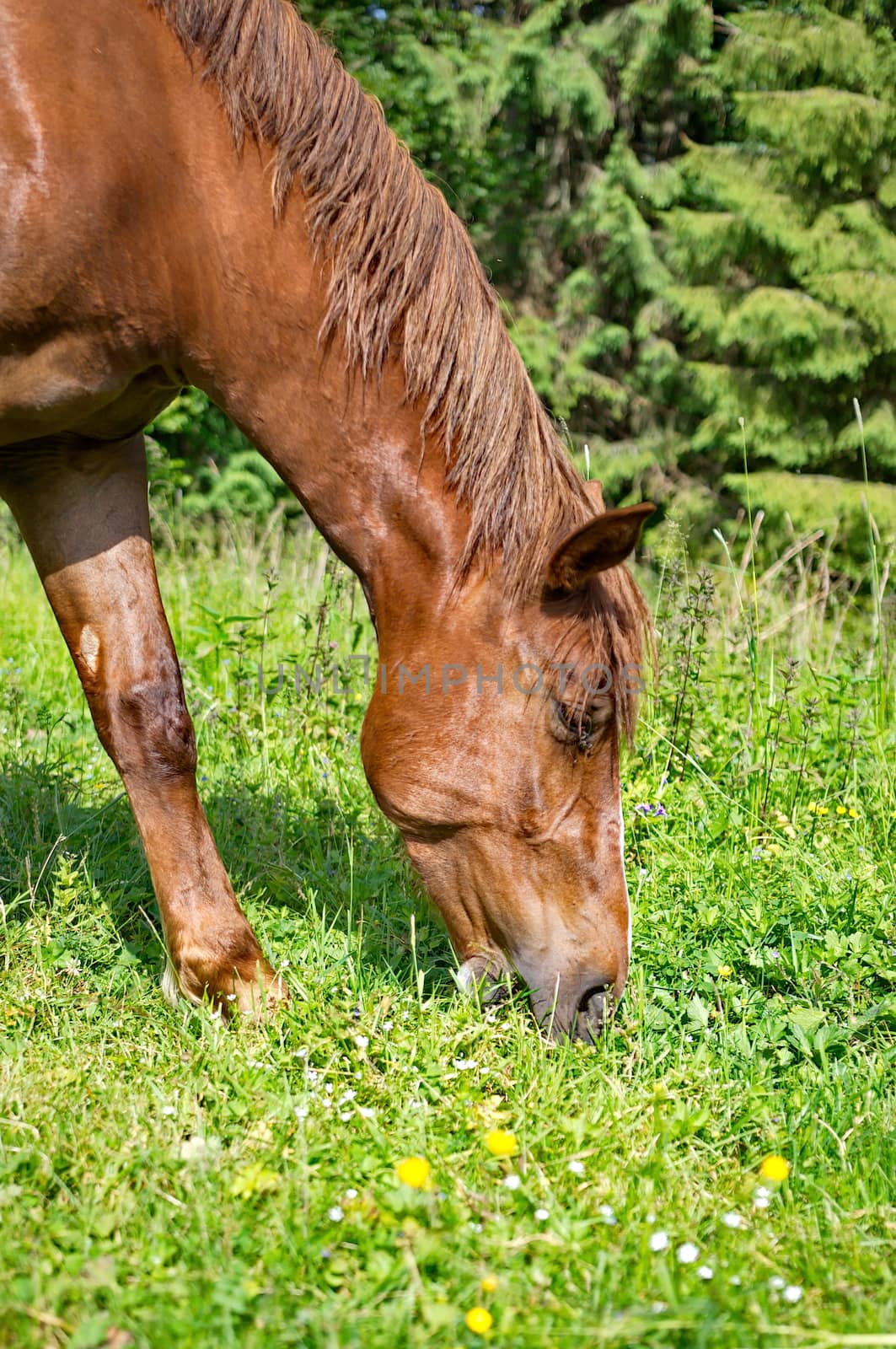 Brown horses grazing green grass by anderm