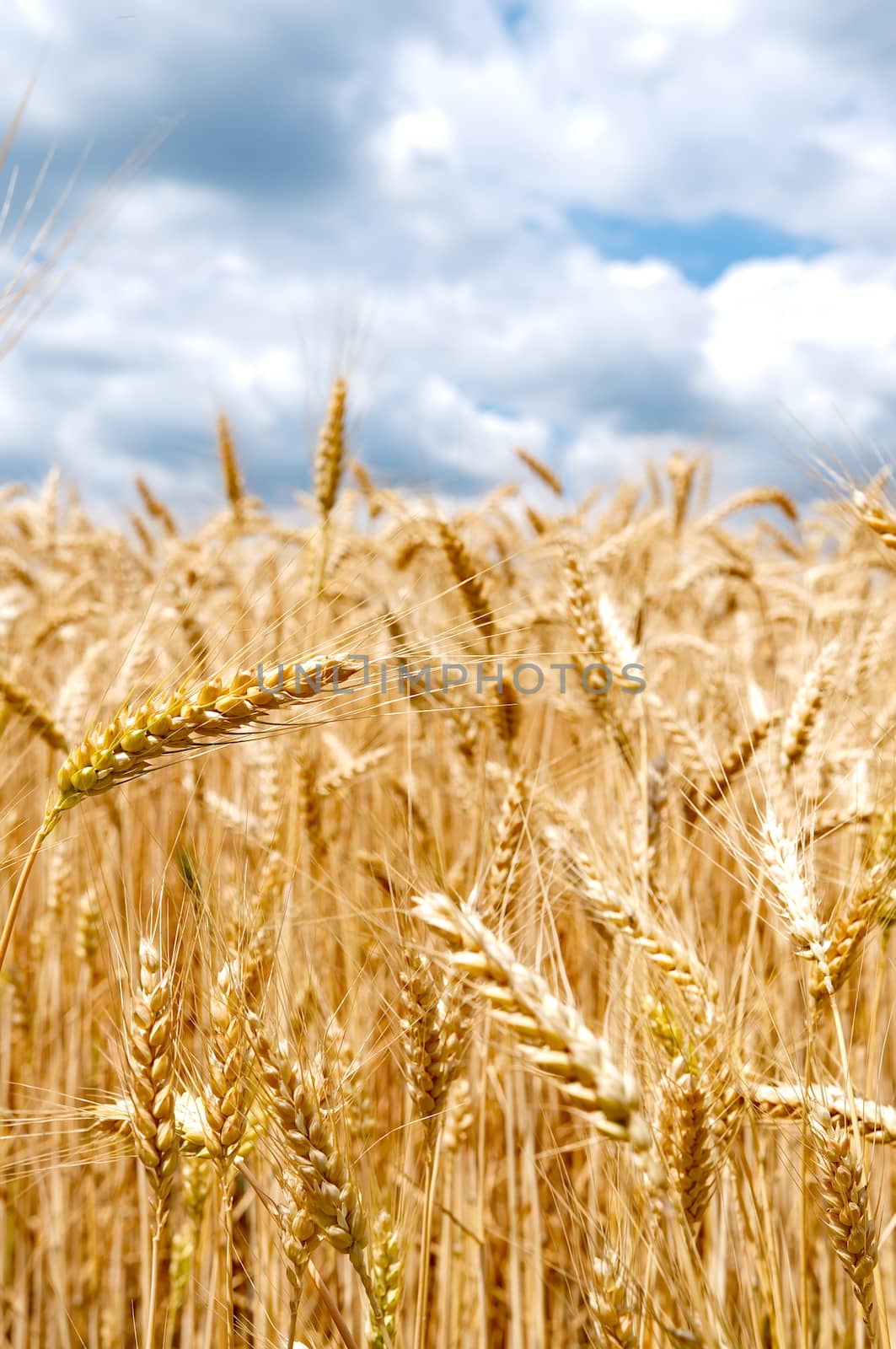 Wheat field with cloudy blue sky by anderm