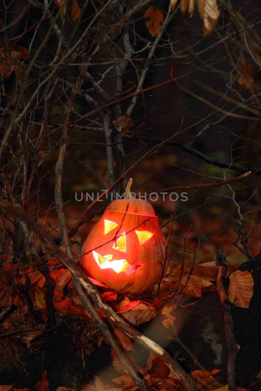 Pumpkin face for halloween in the dark forest