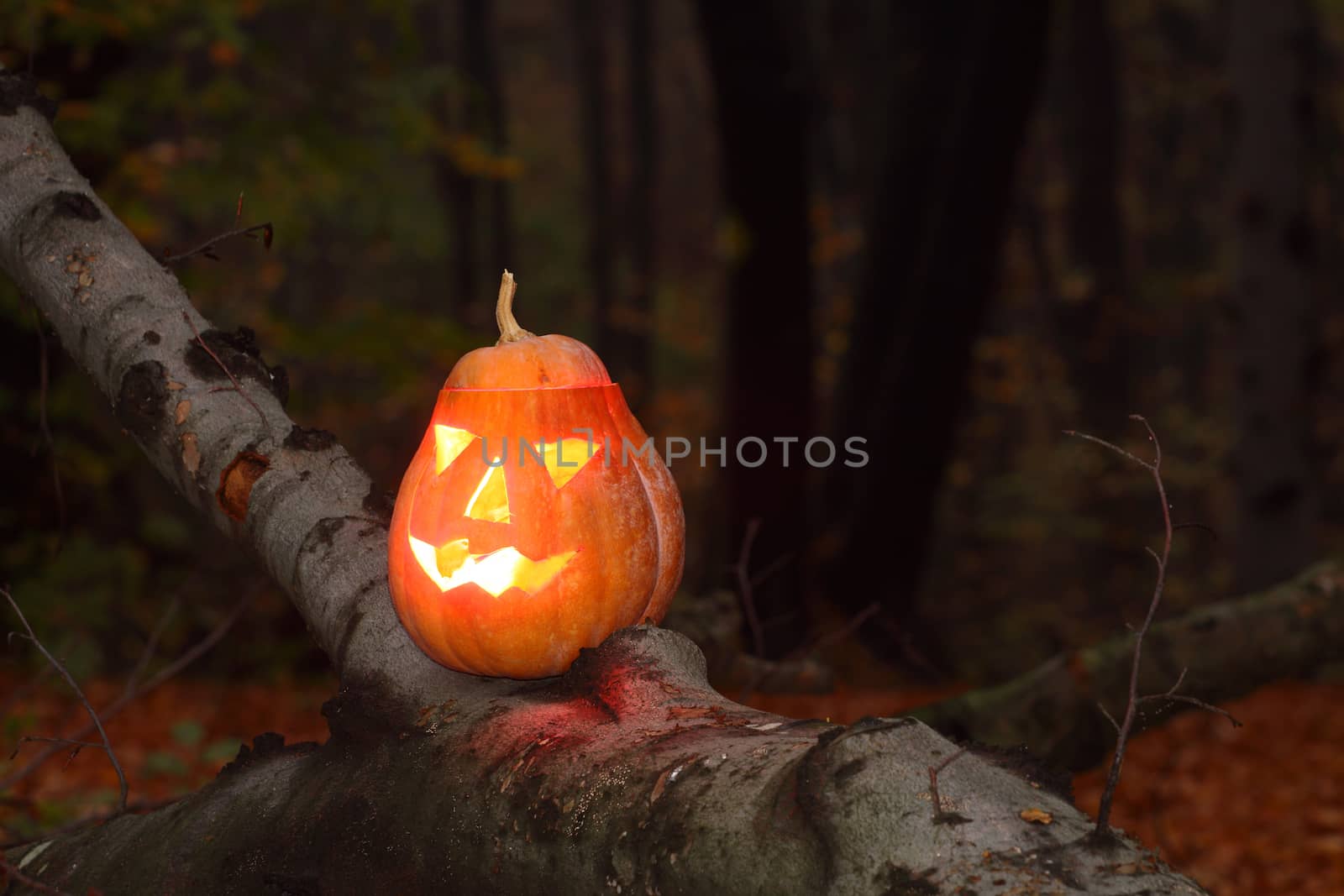 Pumpkin face for halloween in the dark forest