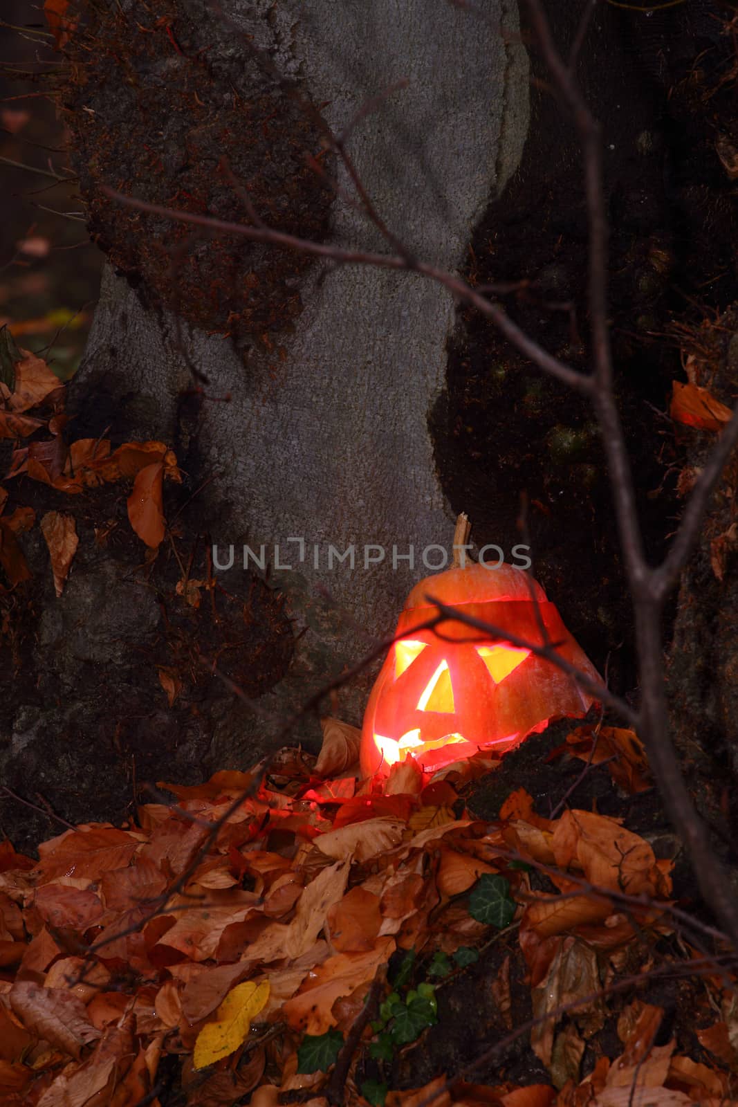 Pumpkin face for halloween in the dark forest