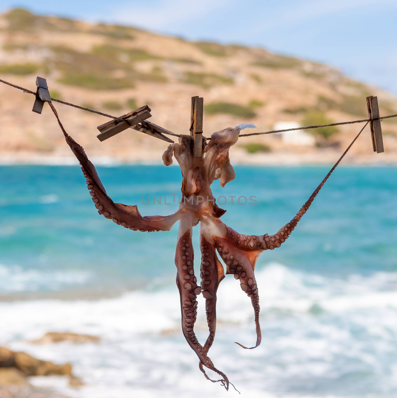 Drying octopus on sun. This method of drying is one that has been used for centuries. Better to dry octopus for grilling. Crete, Greece.