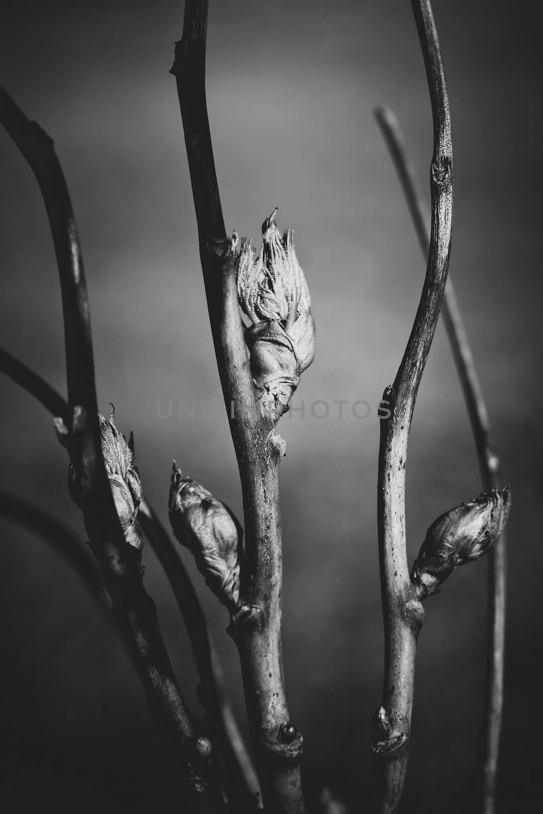 black and white branches by zhu_zhu