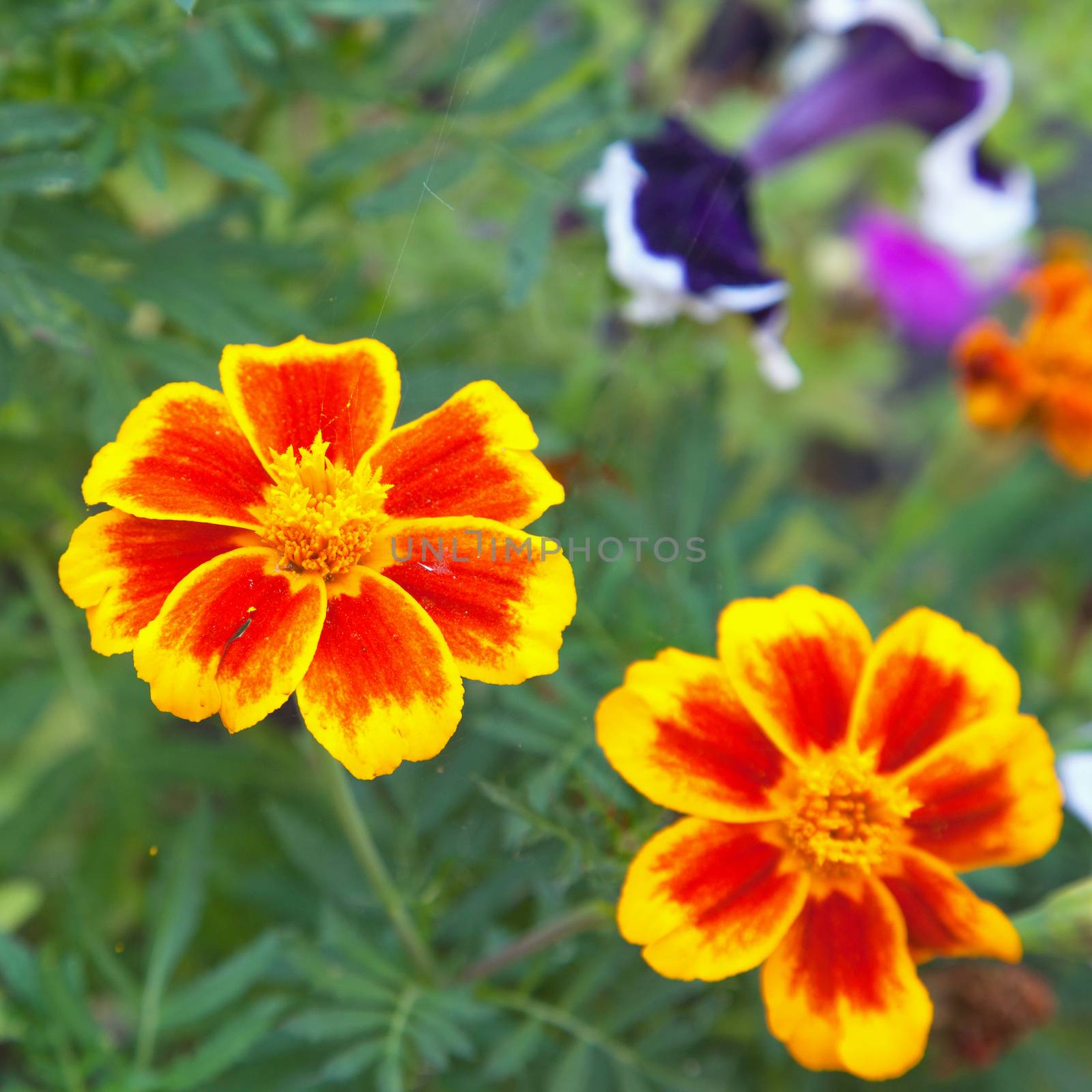 Tagetes patula by Koufax73