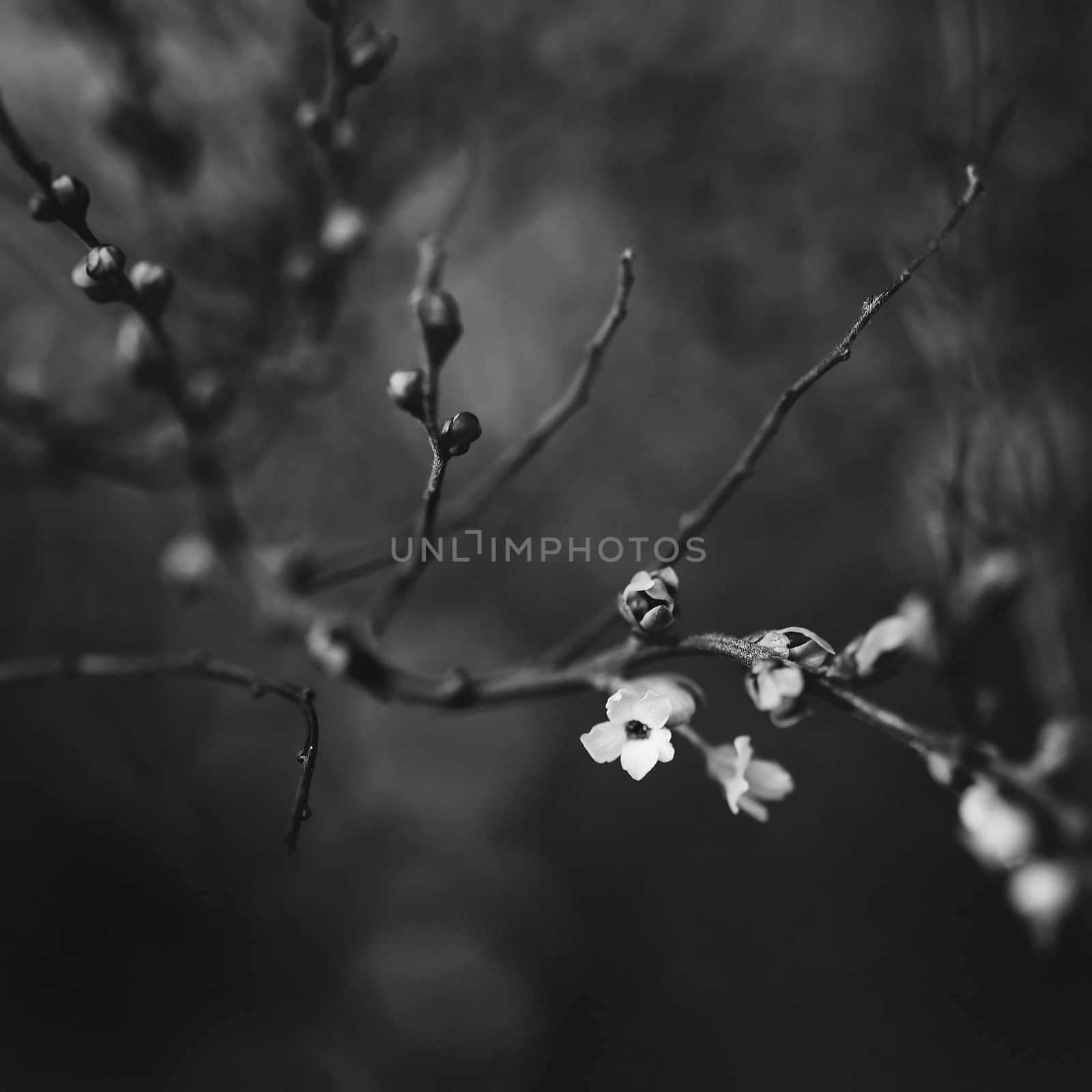 black and white blossoms by zhu_zhu