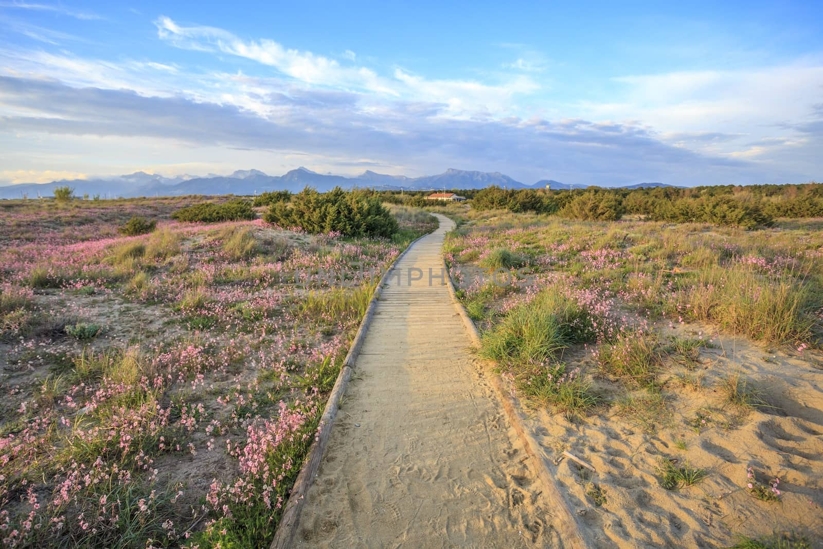 Seascape with sandy hills with pink flowers