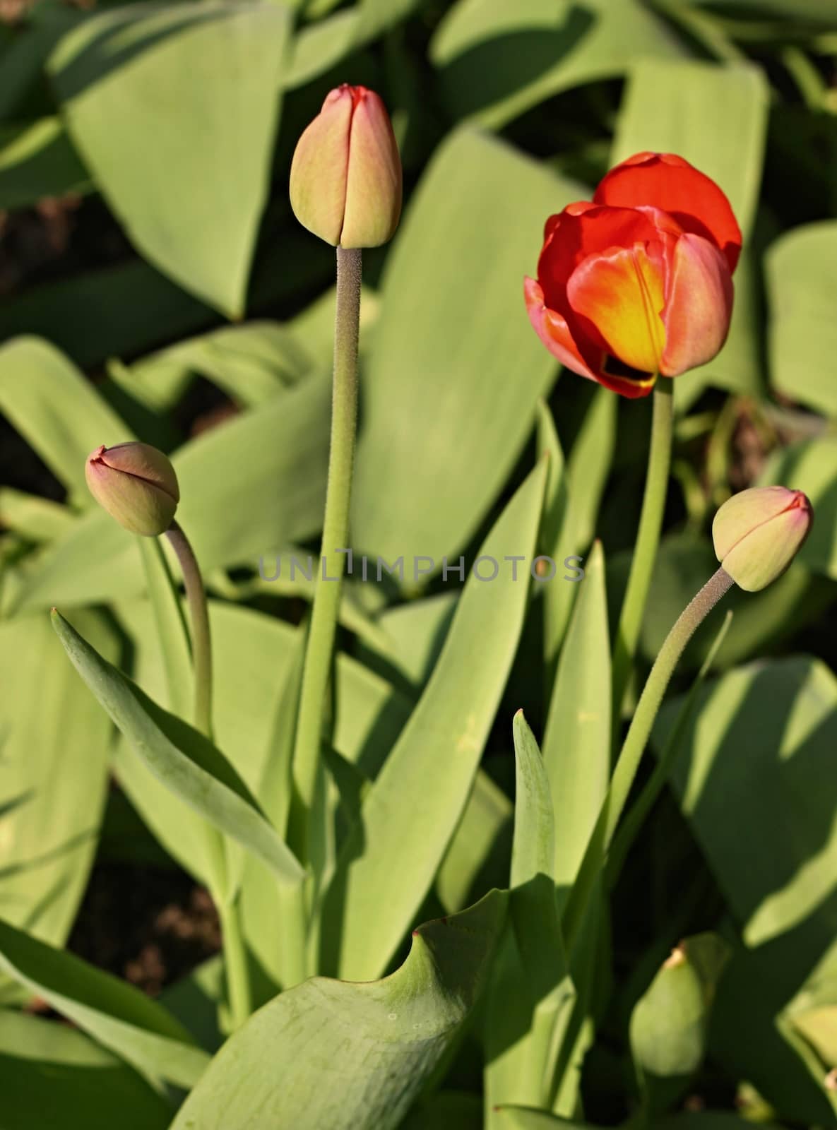 Tulip and buds of tulips with green leaves