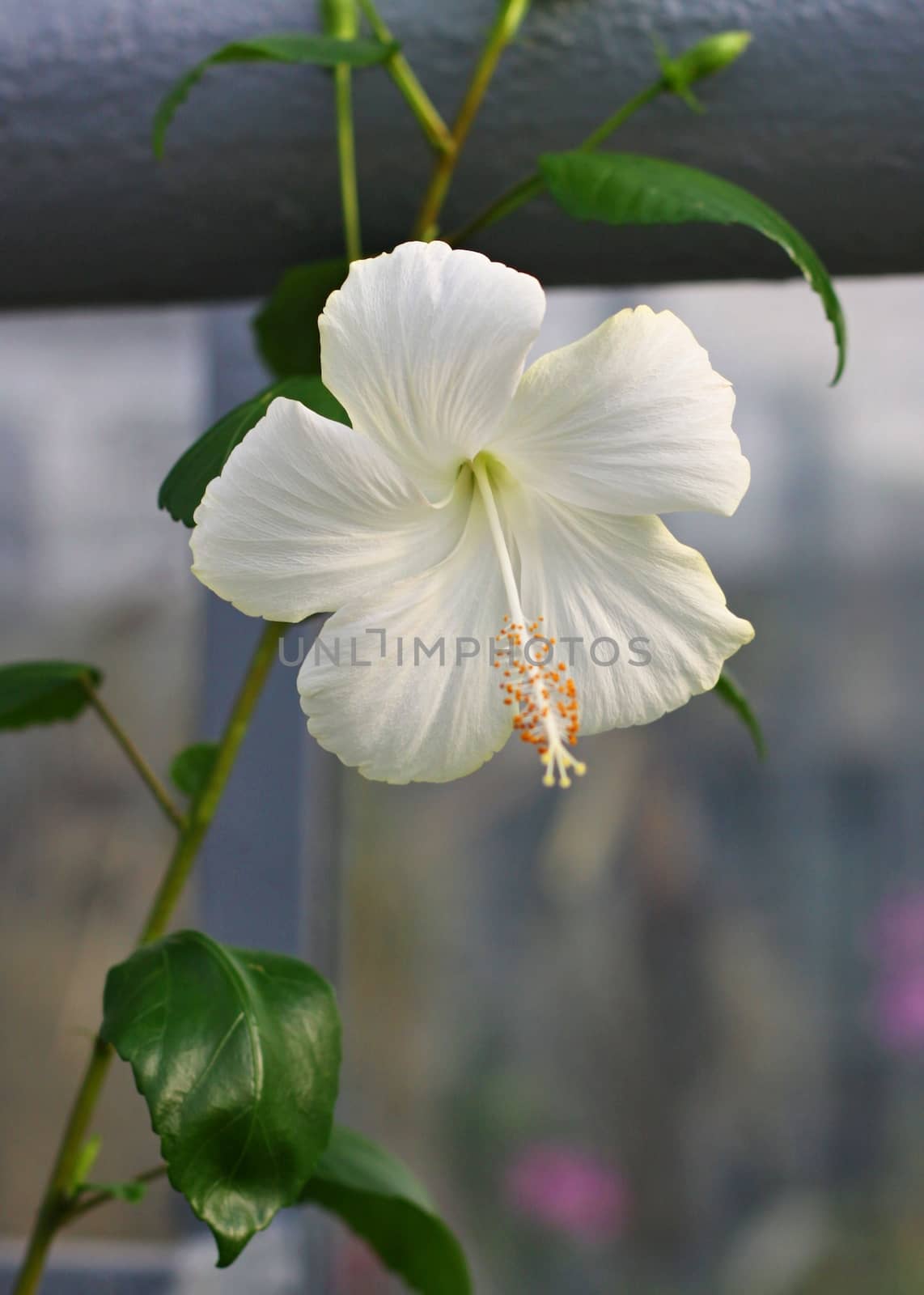 Whitte Hibiscus flower and green leaves