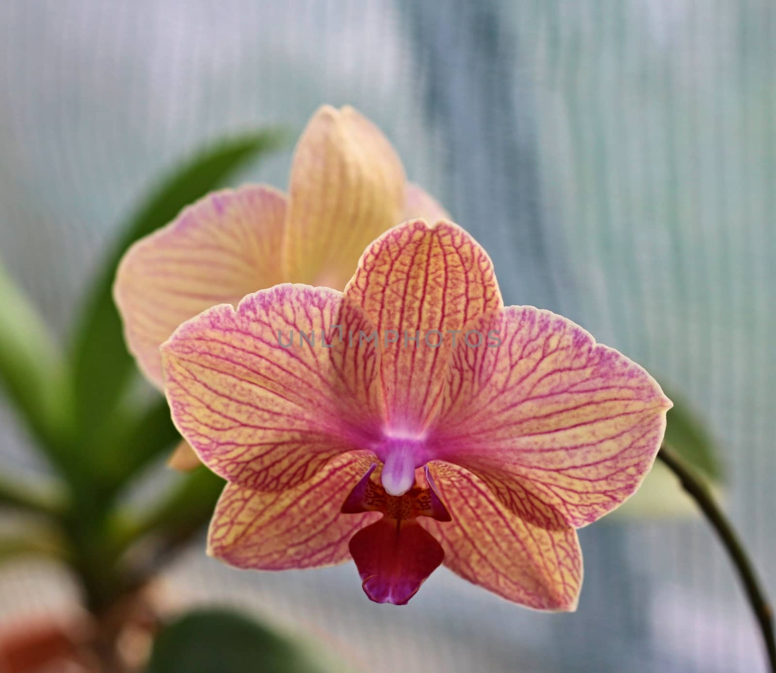 Detail of rose orchid - phalaenopsis  by jnerad