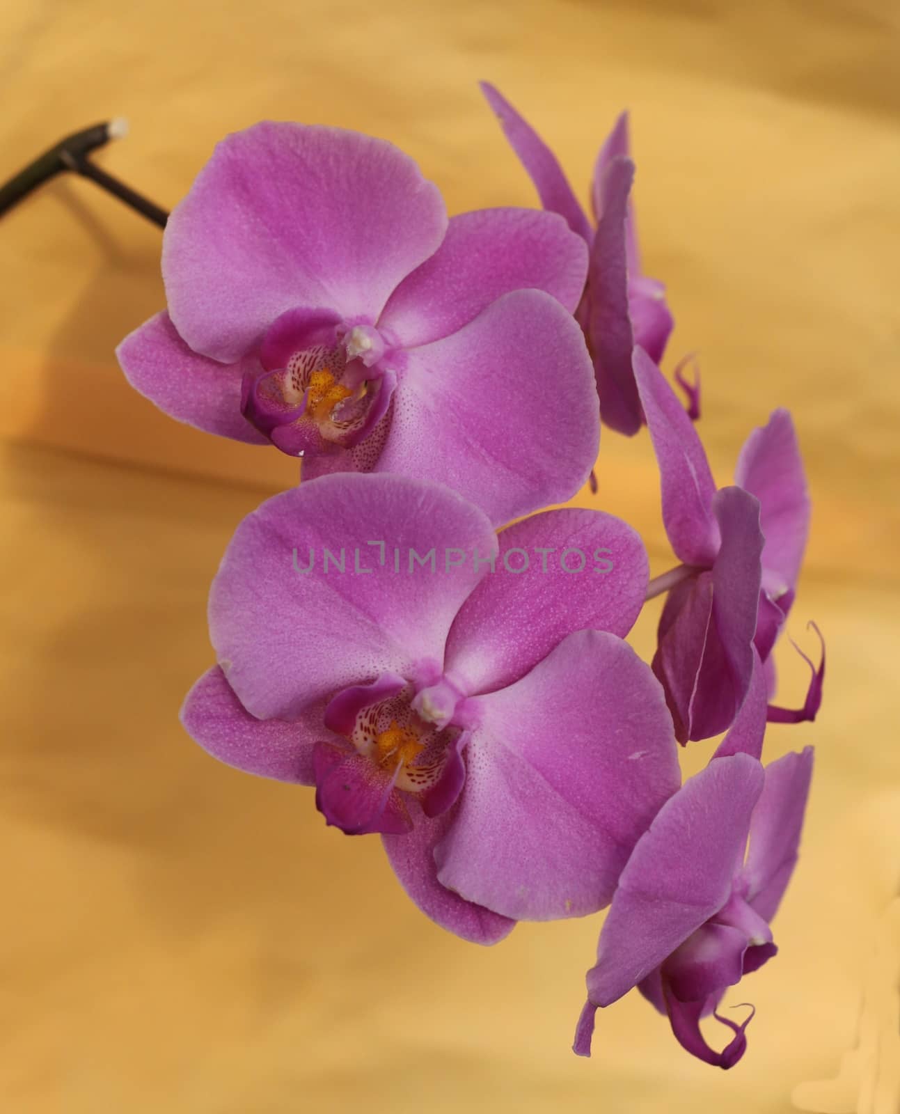 Detail of beautiful violet orchid - phalaenopsis 