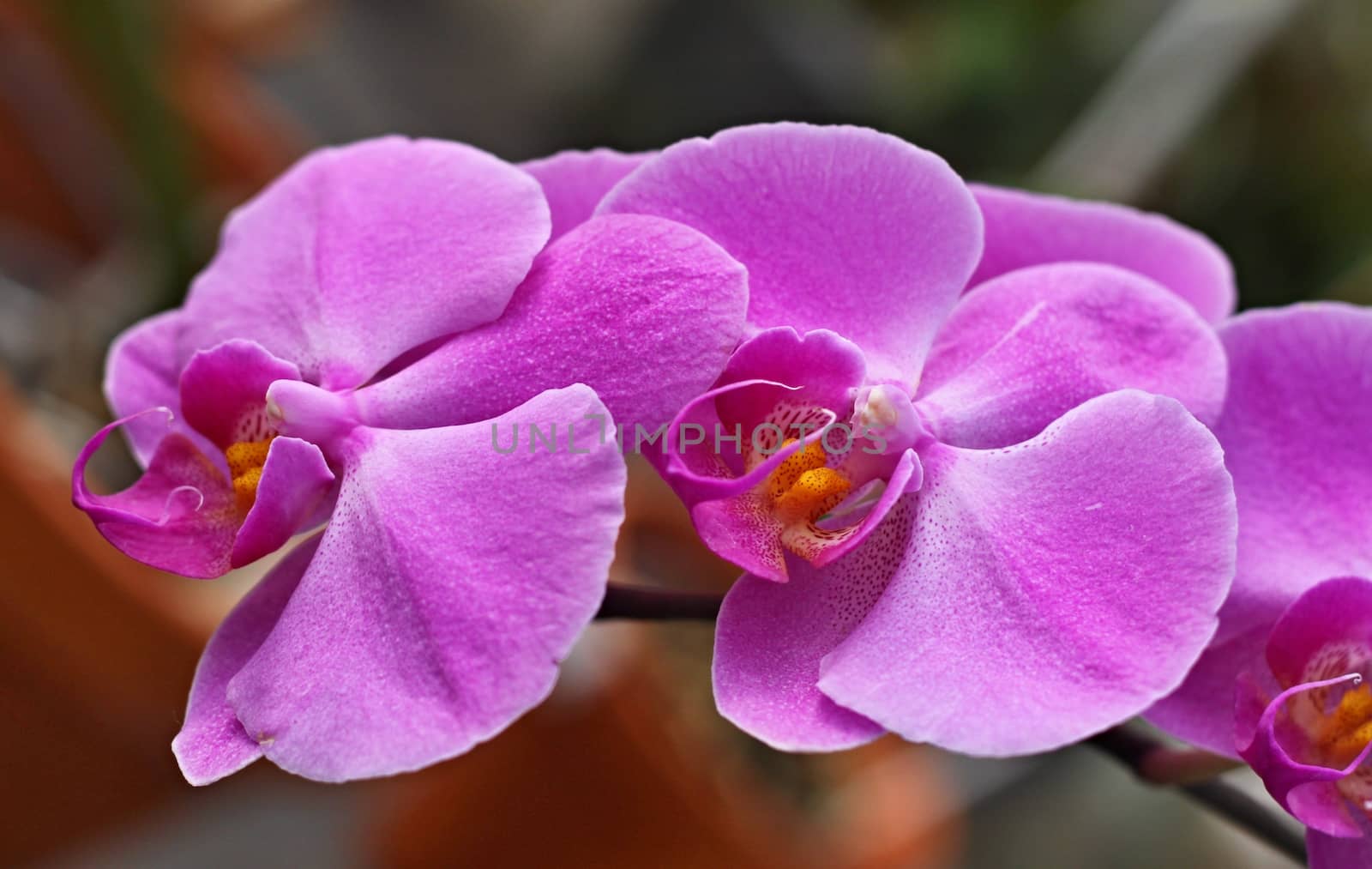 Detail of beautiful purple orchid - phalaenopsis  by jnerad